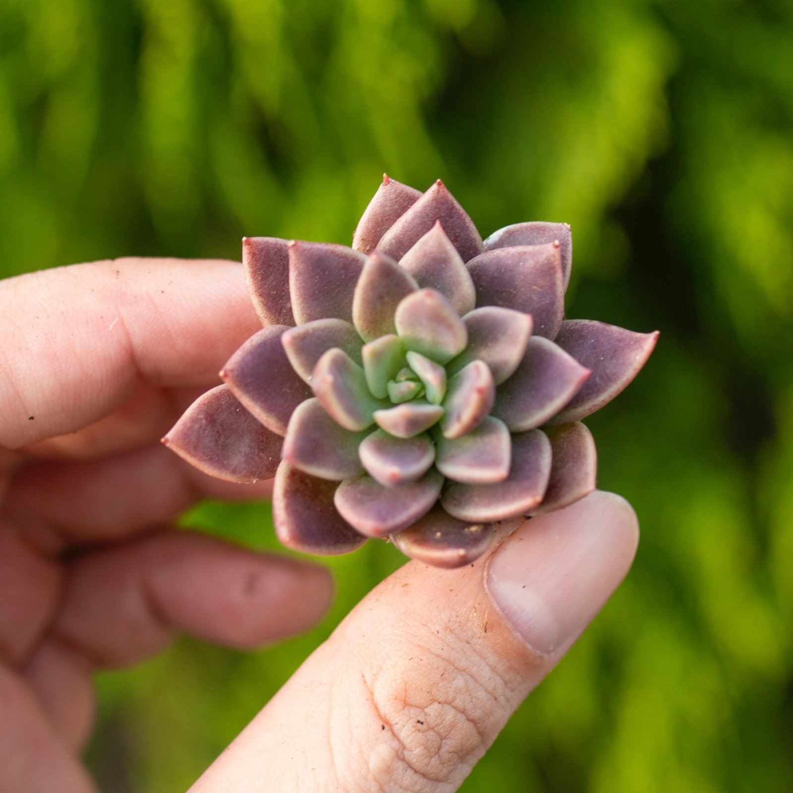 Sen đá mặt trăng - Sen vỉ mini 2-3cm (không chậu)