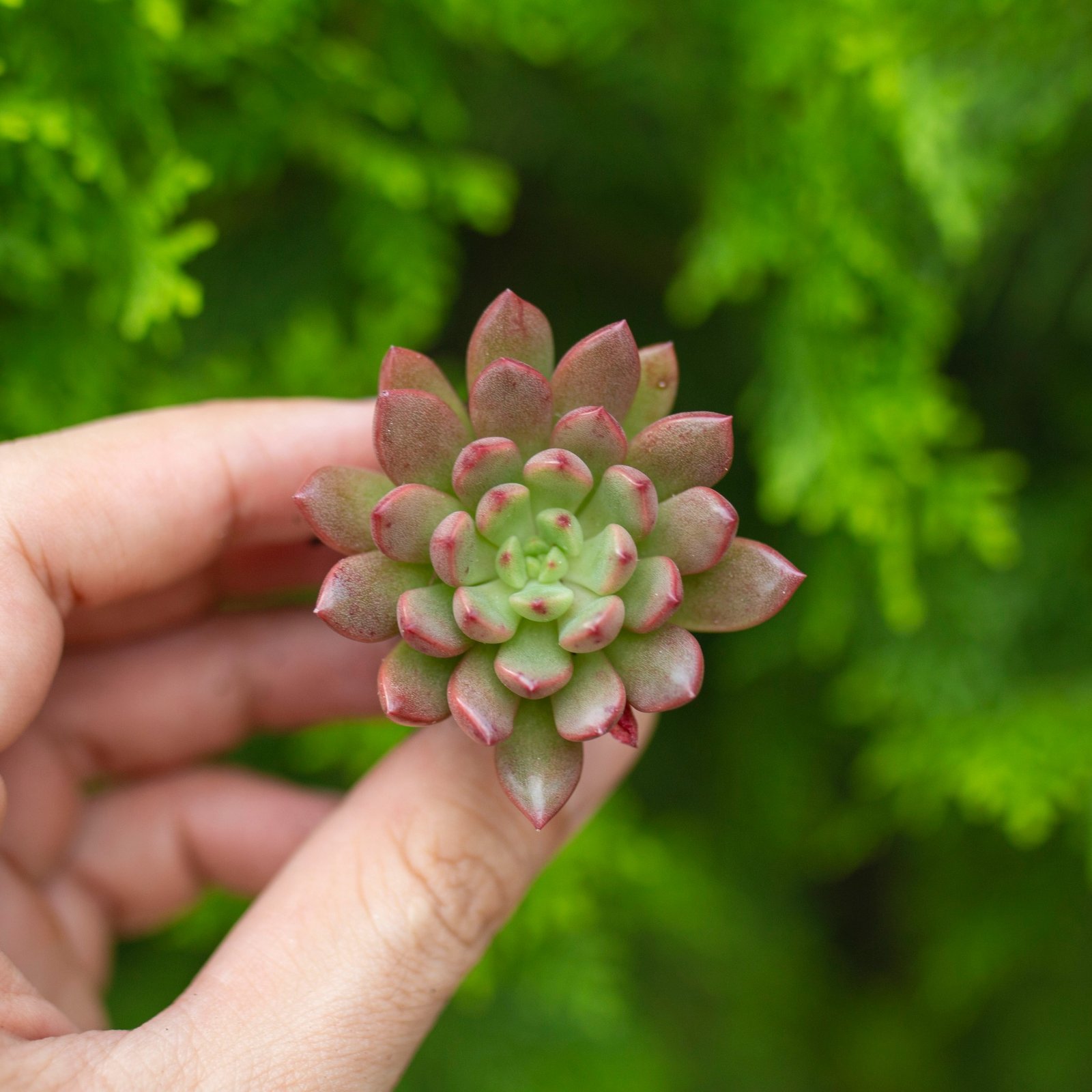 Sen đá rubi đỏ - Sen vỉ mini 2-3cm (không chậu)