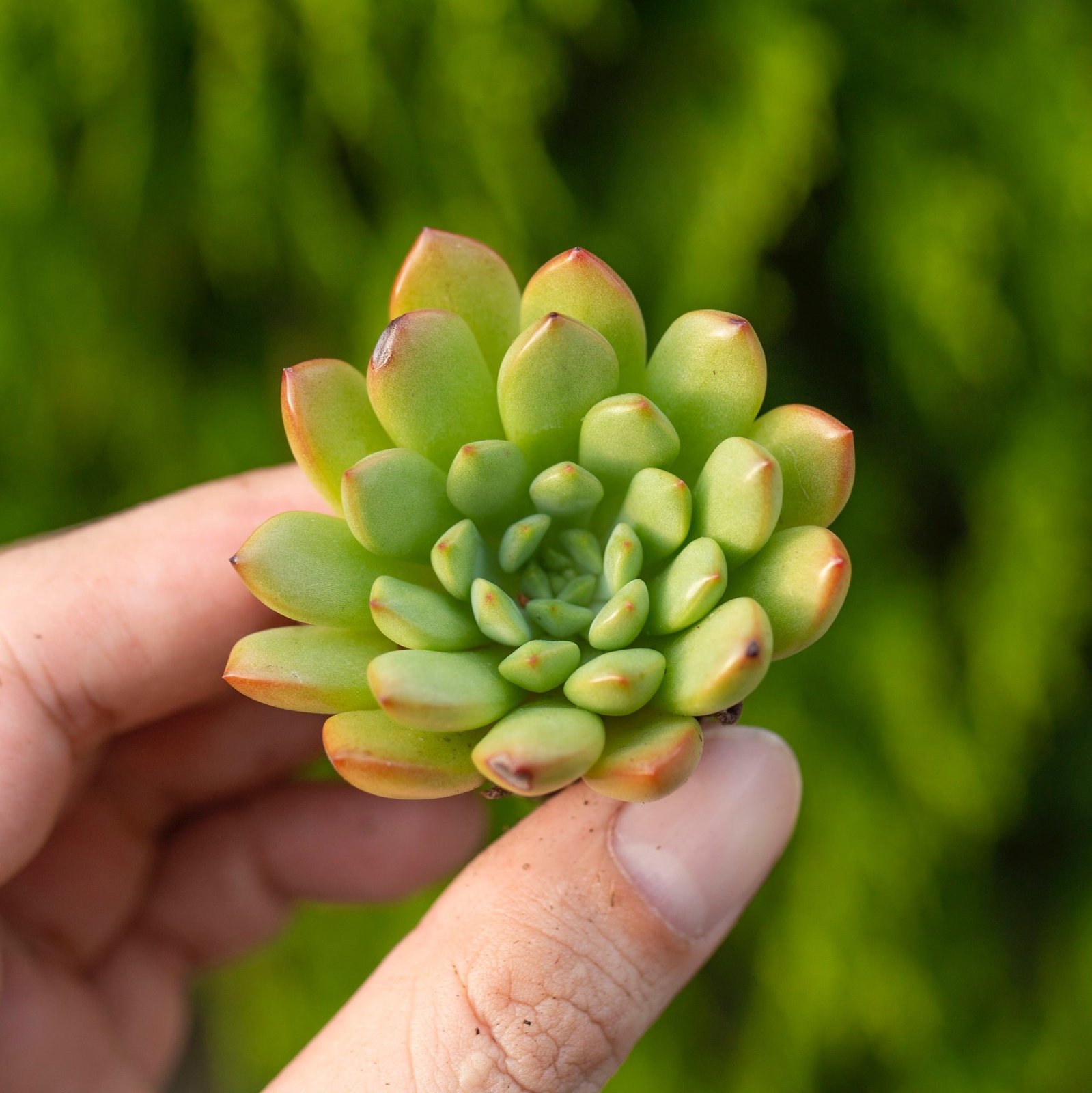 Sen đá rubi đỏ - Sen vỉ mini 2-3cm (không chậu) 2