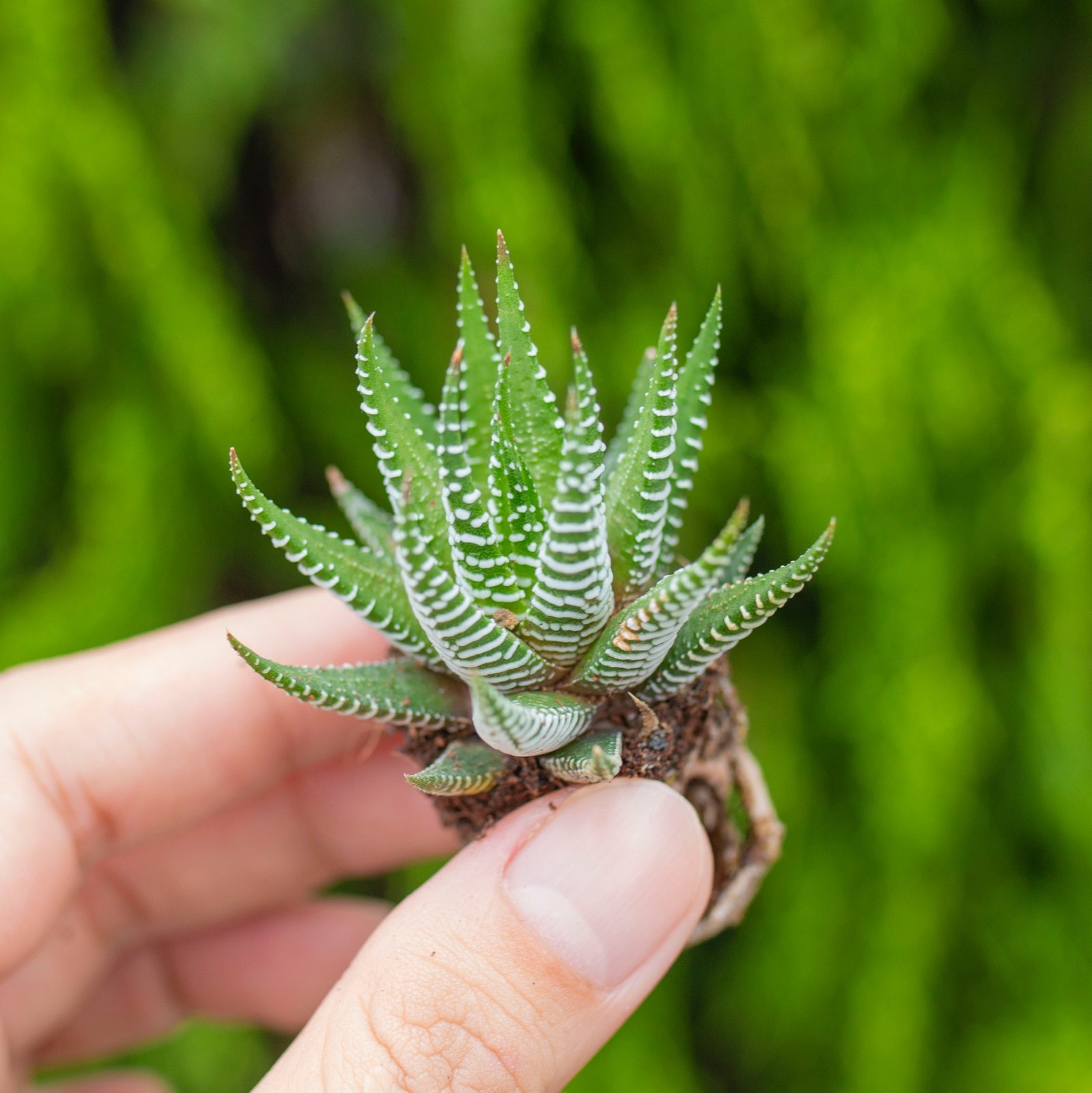 Sen đá móng rồng - Sen vỉ mini 2-3cm (không chậu)