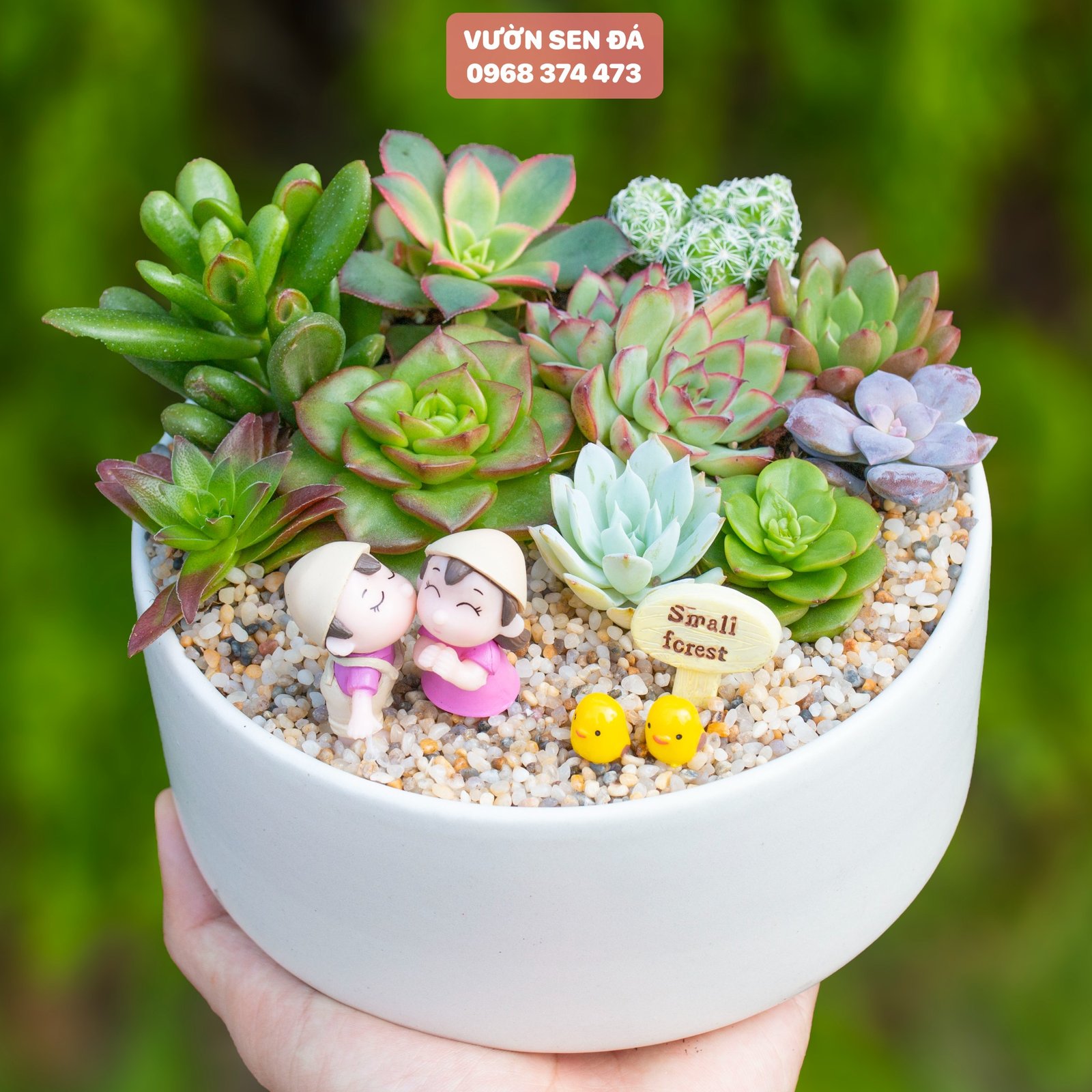 Tiểu cảnh sen đá 16cm - Vợ chồng làm vườn hồng