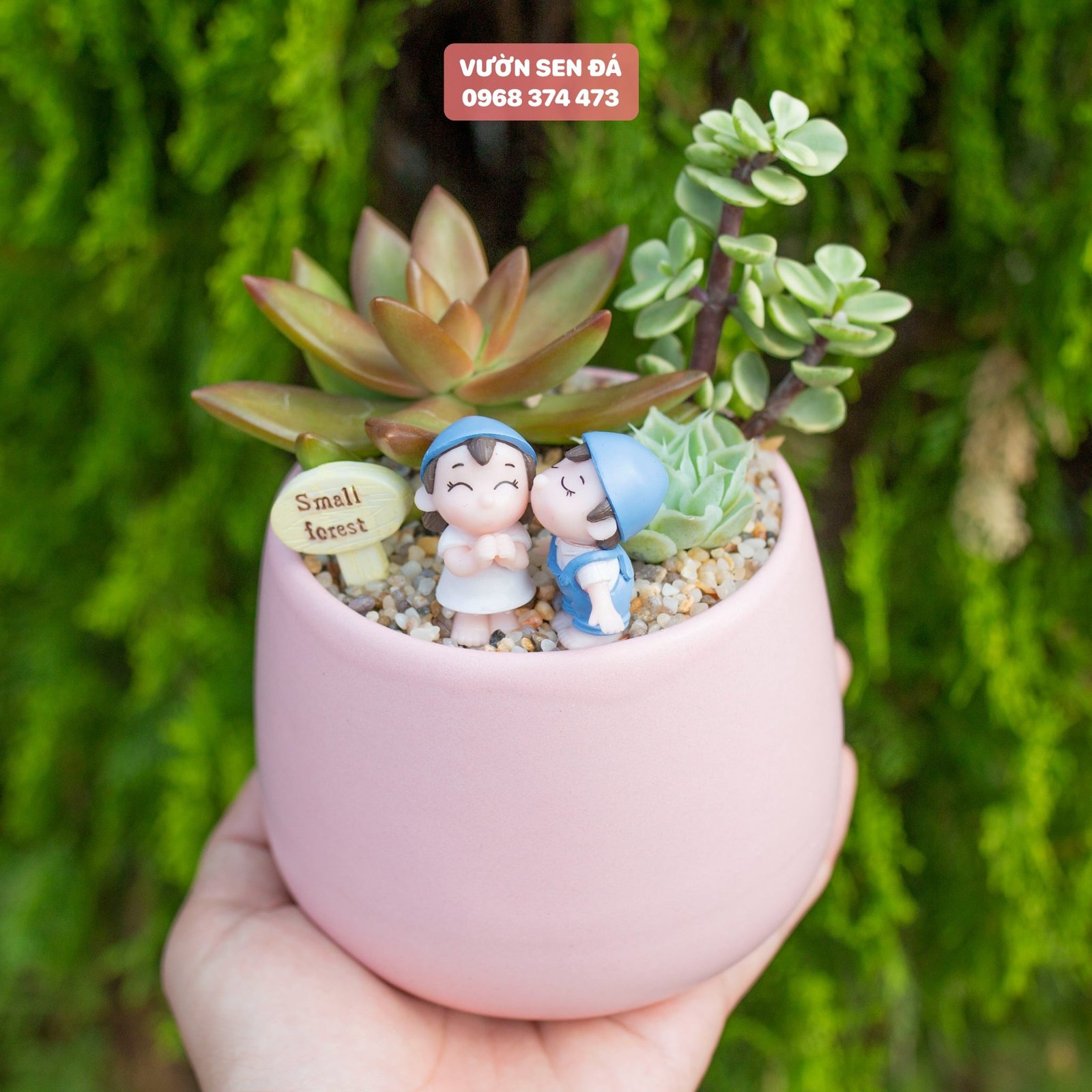 Tiểu cảnh sen đá 10cm - Vợ chồng làm vườn xanh