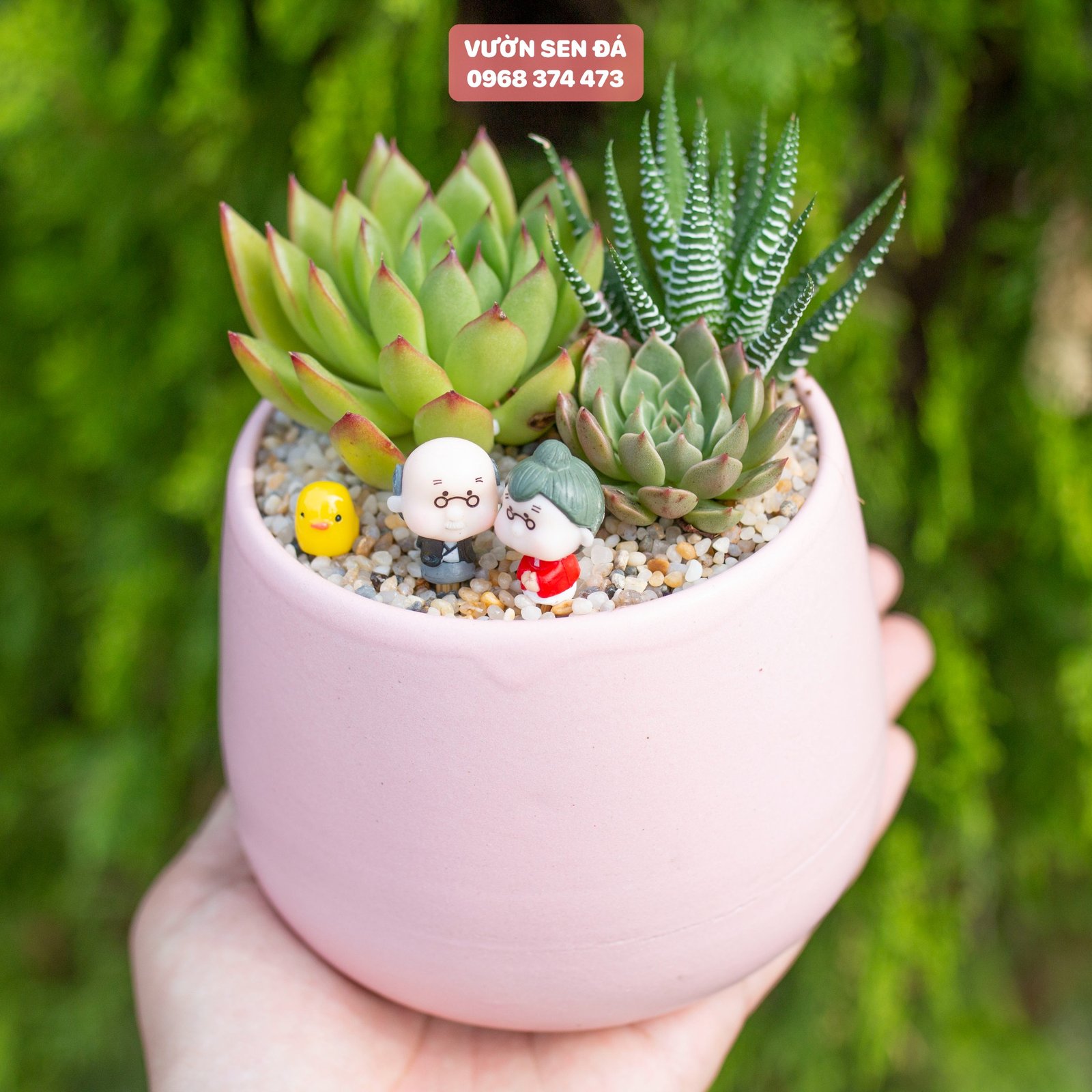 Tiểu cảnh sen đá 10cm - Ông bà lão mini