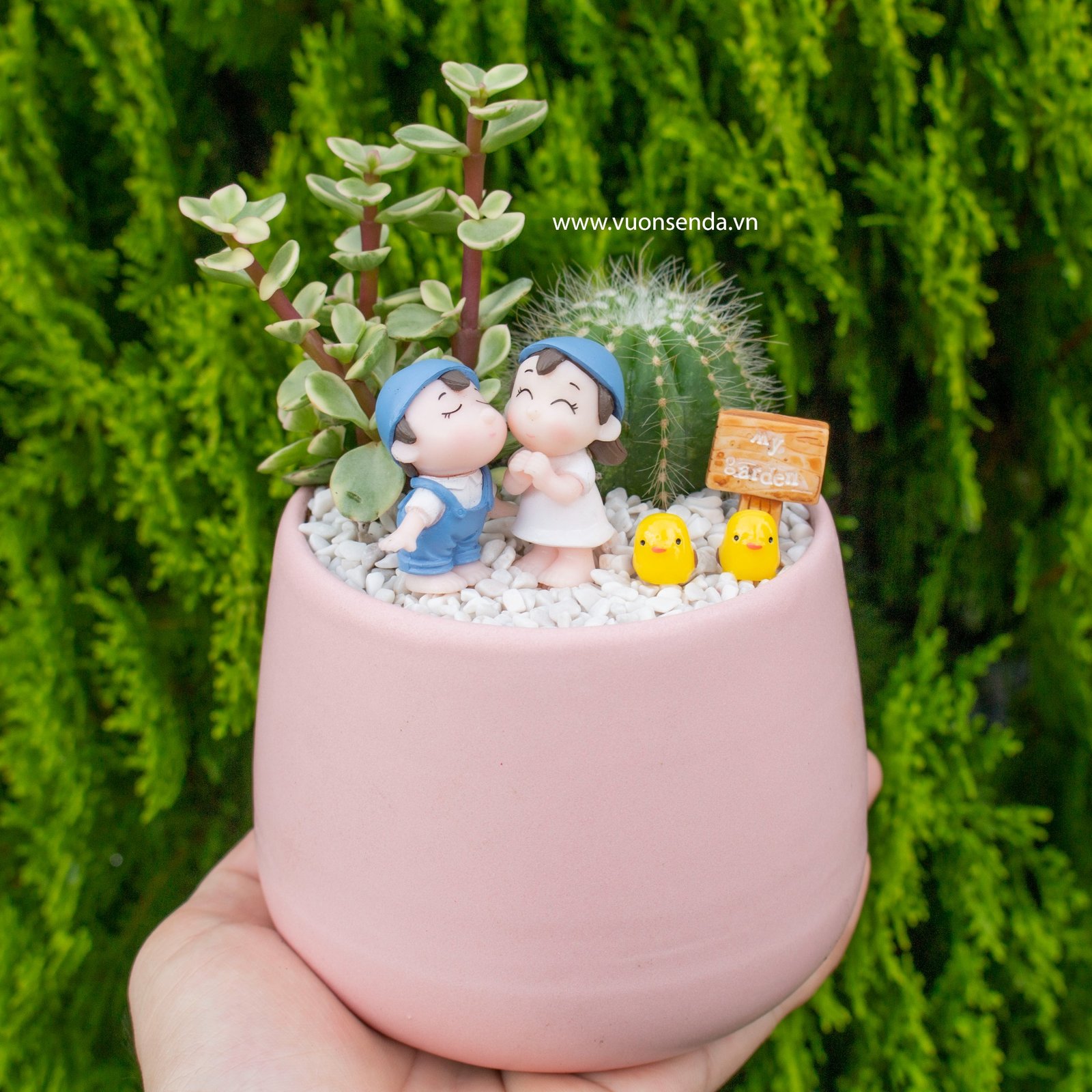 Tiểu cảnh chậu bầu hồng - Vợ chồng làm vườn
