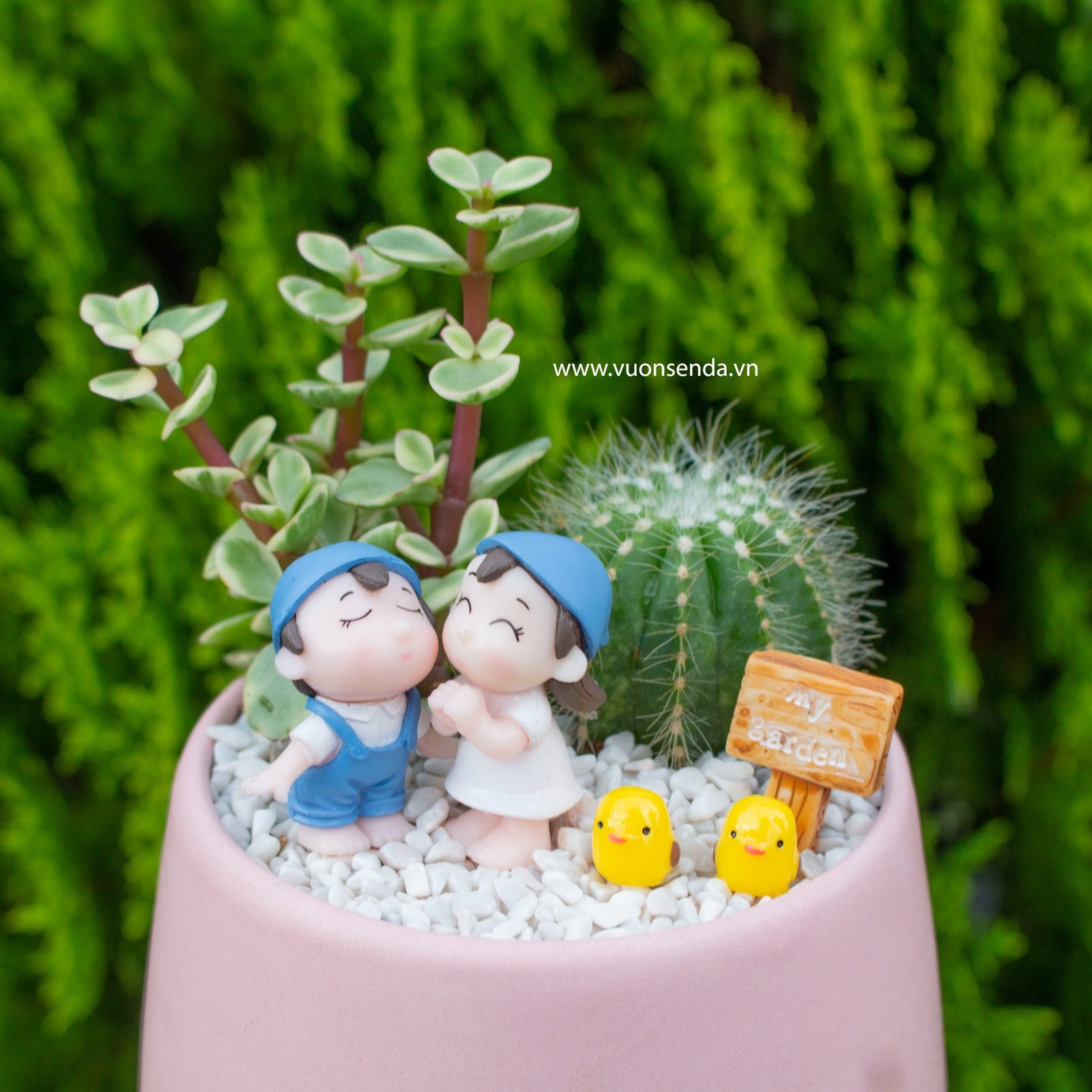 Tiểu cảnh chậu bầu hồng - Vợ chồng làm vườn 2