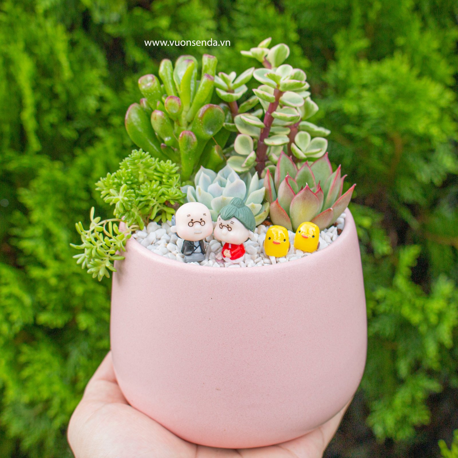 Tiểu cảnh chậu bầu hồng - ông bà lão mini
