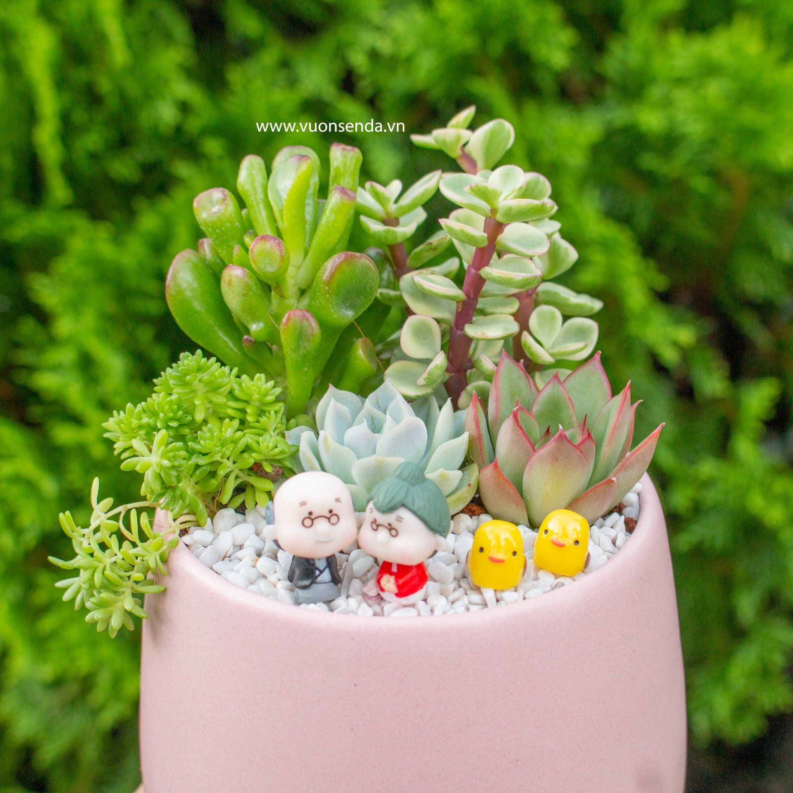 Tiểu cảnh chậu bầu hồng - ông bà lão mini 2