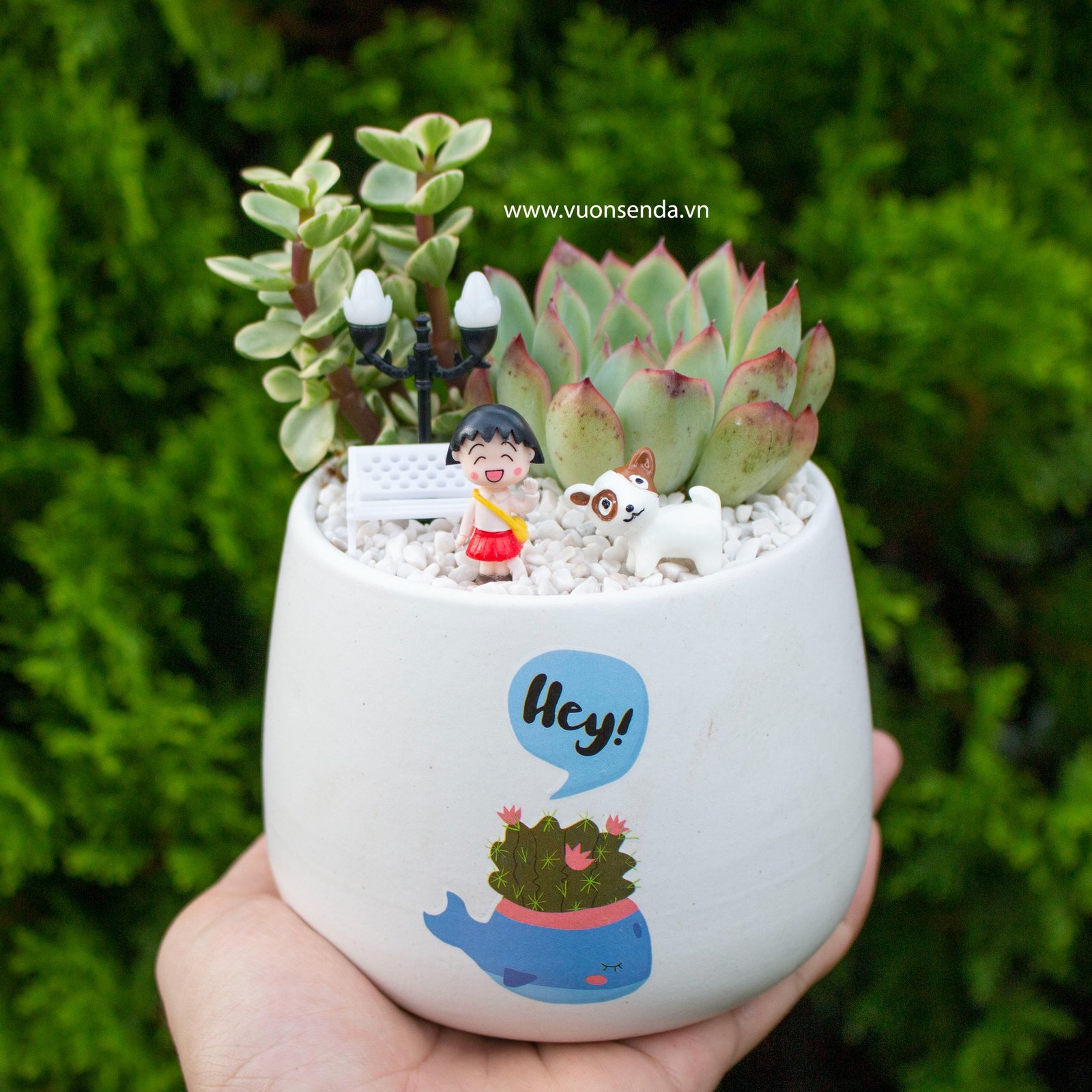 Tiểu cảnh chậu bầu makuro