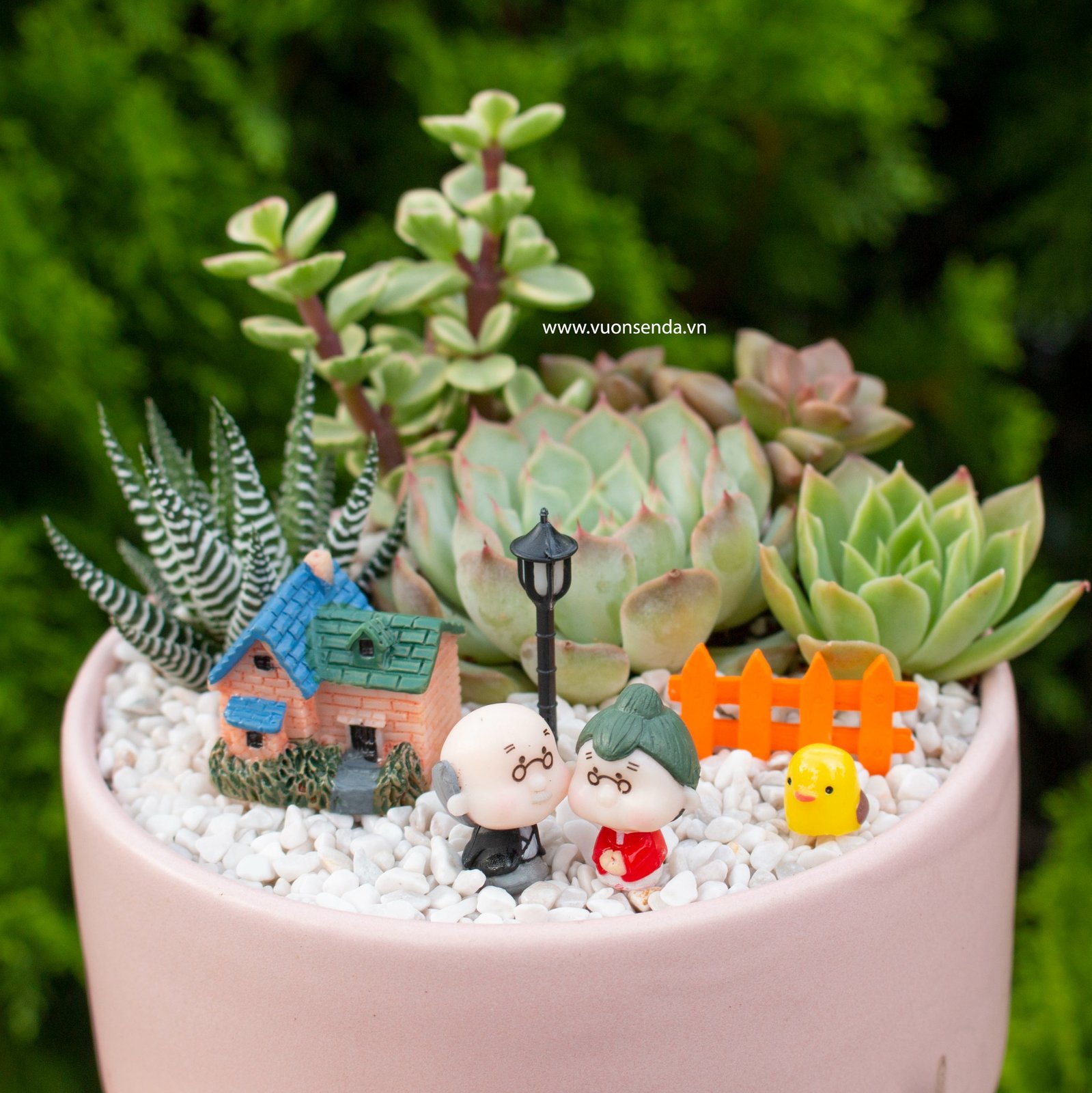 Tiểu cảnh chậu trụ thấp 12cm 2