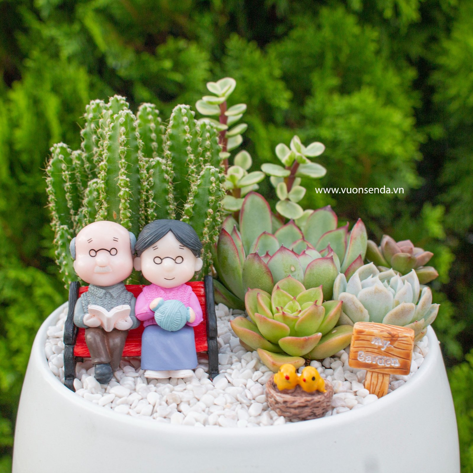 Tiểu cảnh chậu hạt dẻ 14cm 2