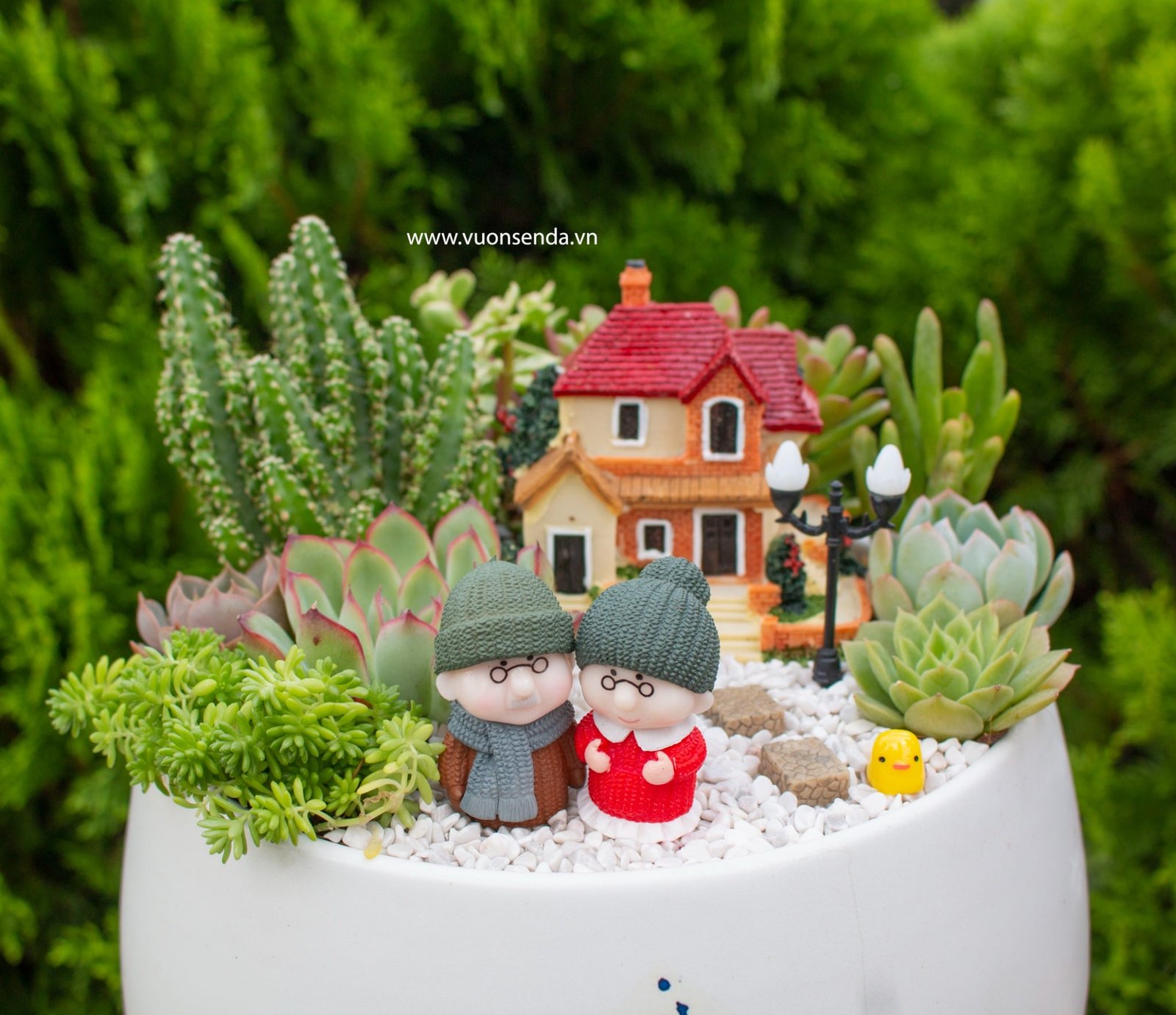 Tiểu cảnh chậu hạt dẻ lớn 2