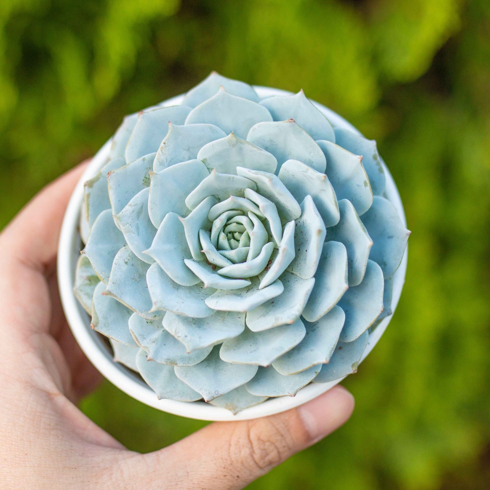 Sen đá ngọc trinh cỡ vừa 9-11cm (chậu nhựa)