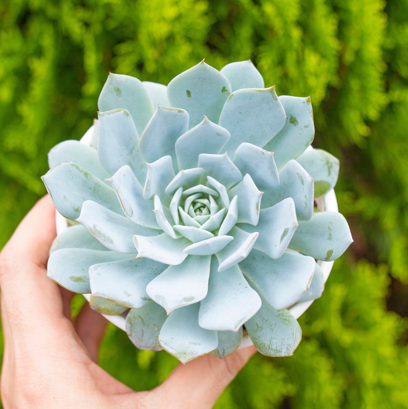Sen đá ngọc trinh cỡ vừa 9-11cm (chậu nhựa) 3