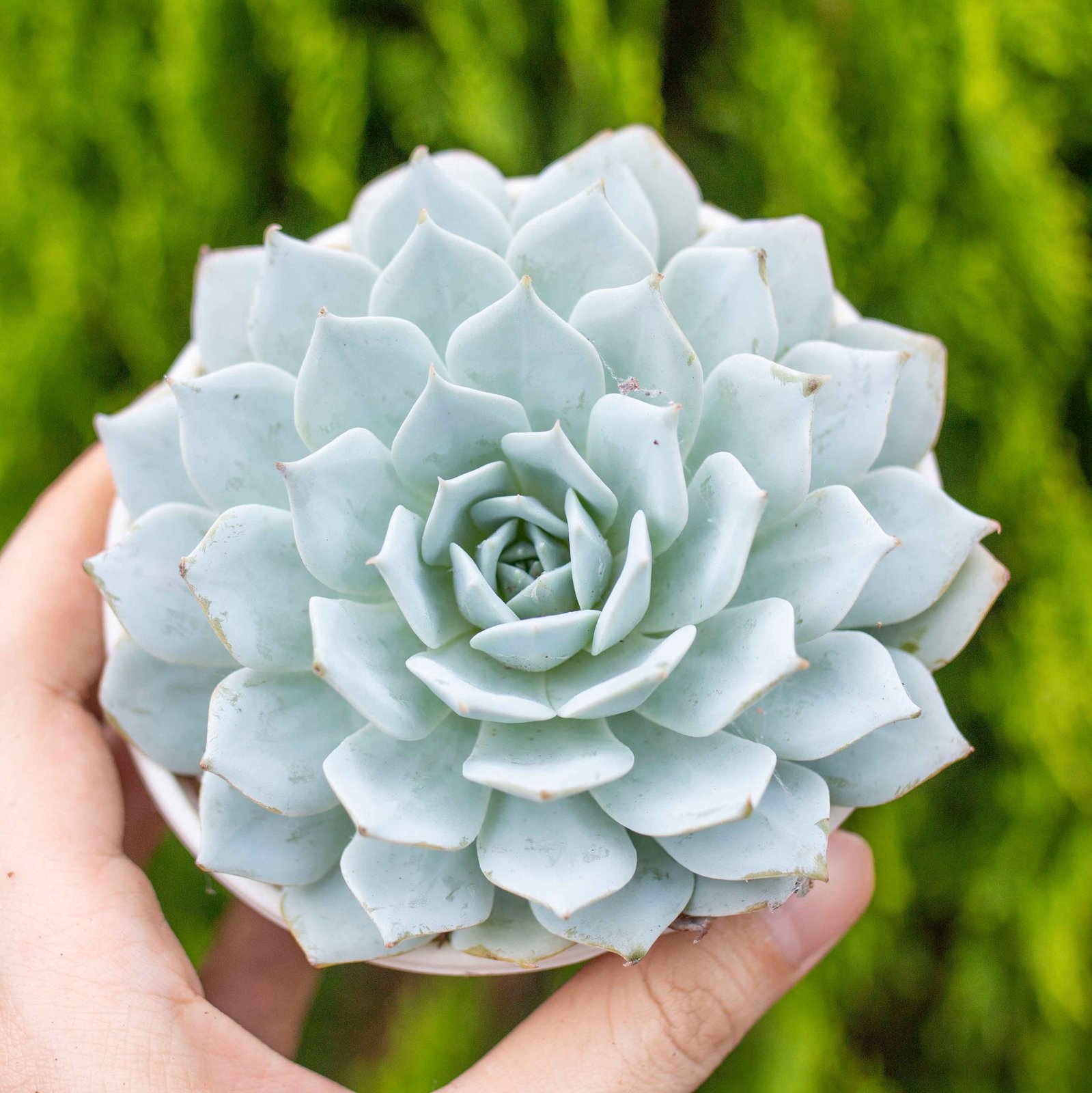 Sen đá ngọc trinh cỡ vừa 9-11cm (chậu nhựa) 2