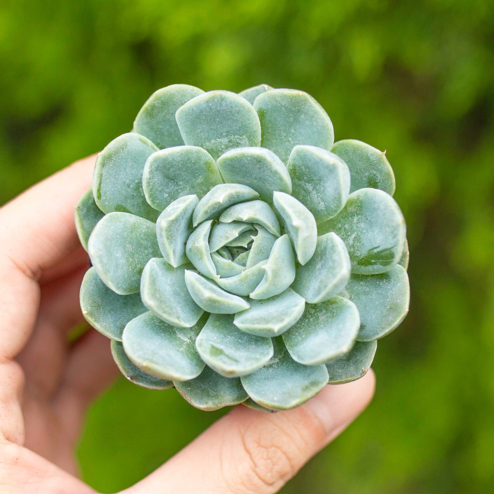 Sen bánh bông lan 5-7cm (bịch nhựa) 2