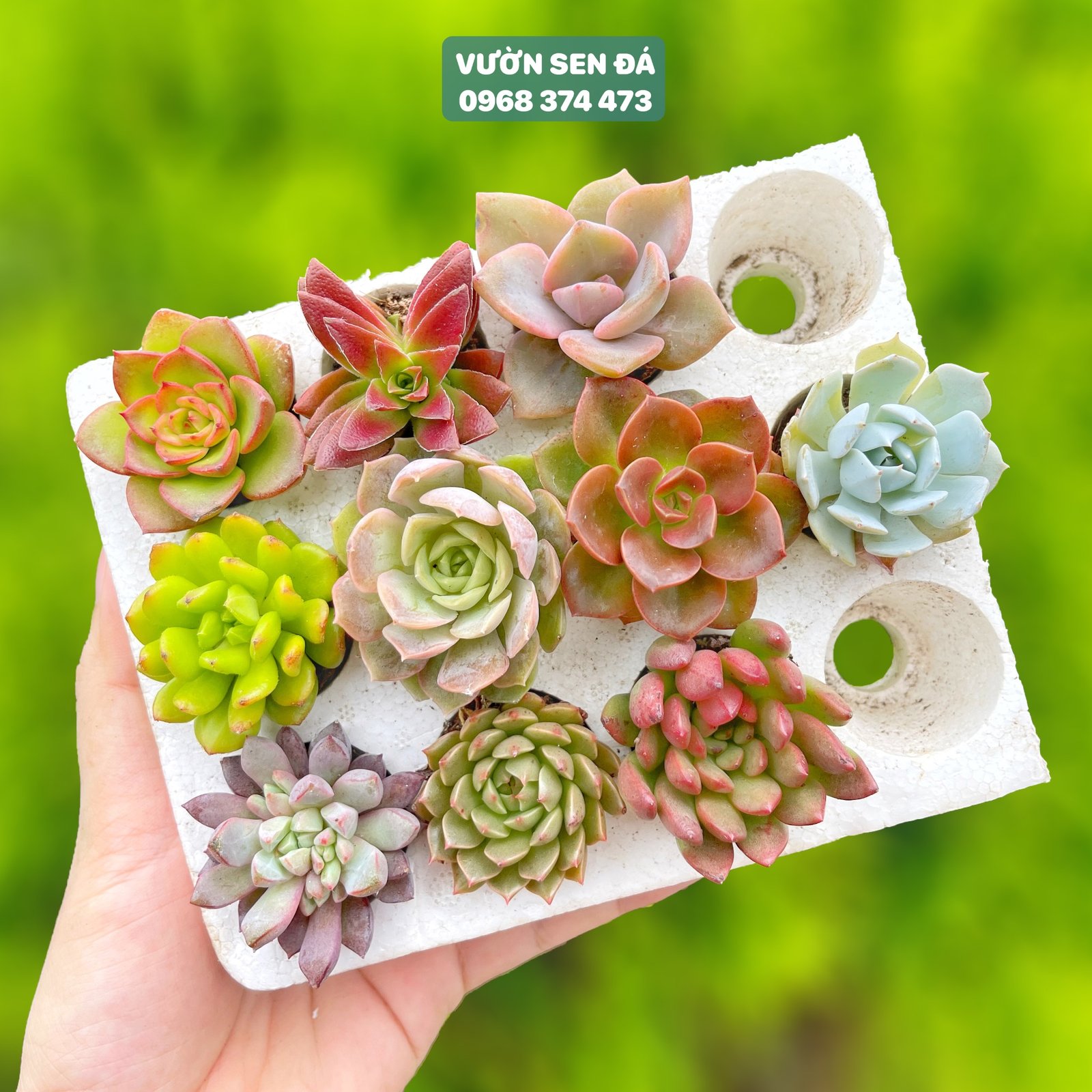 Combo sen vỉ mini ngẫu nhiên đủ loại (không chậu) 3