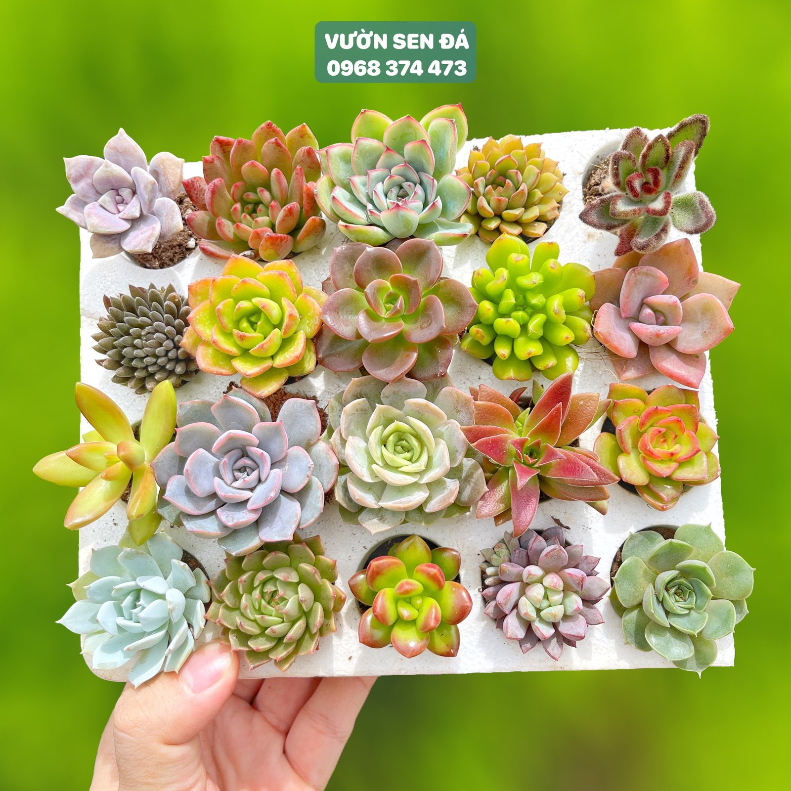 Combo sen vỉ mini ngẫu nhiên đủ loại (không chậu) 2