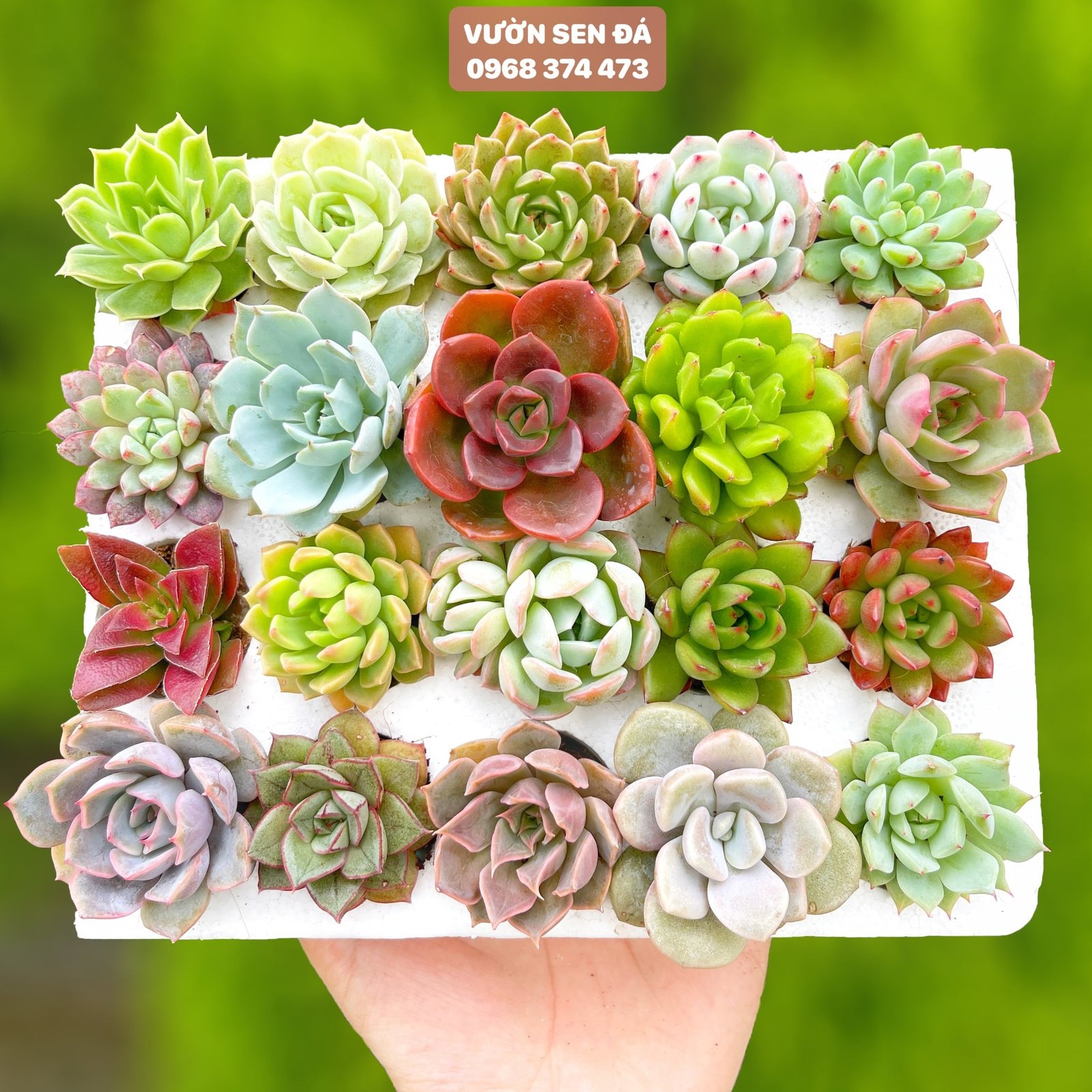 Combo sen vỉ mini ngẫu nhiên đủ loại (không chậu)