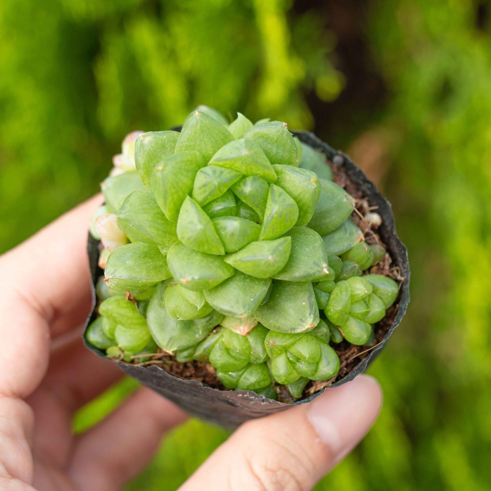 Sen ngọc lá ngắn 5-7cm (bịch nhựa) 2