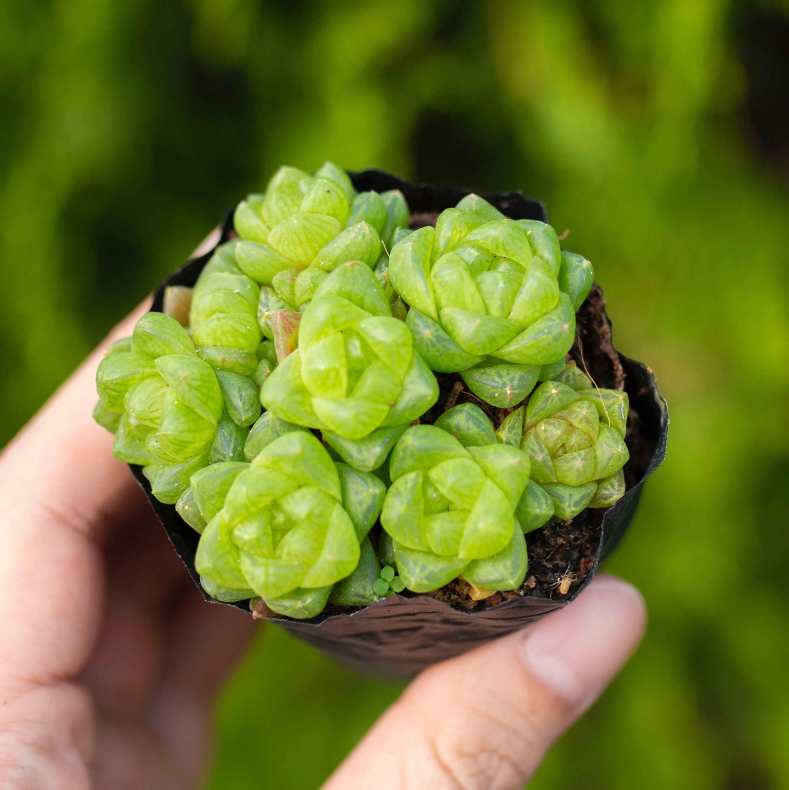Sen ngọc lá ngắn 5-7cm (bịch nhựa) 3