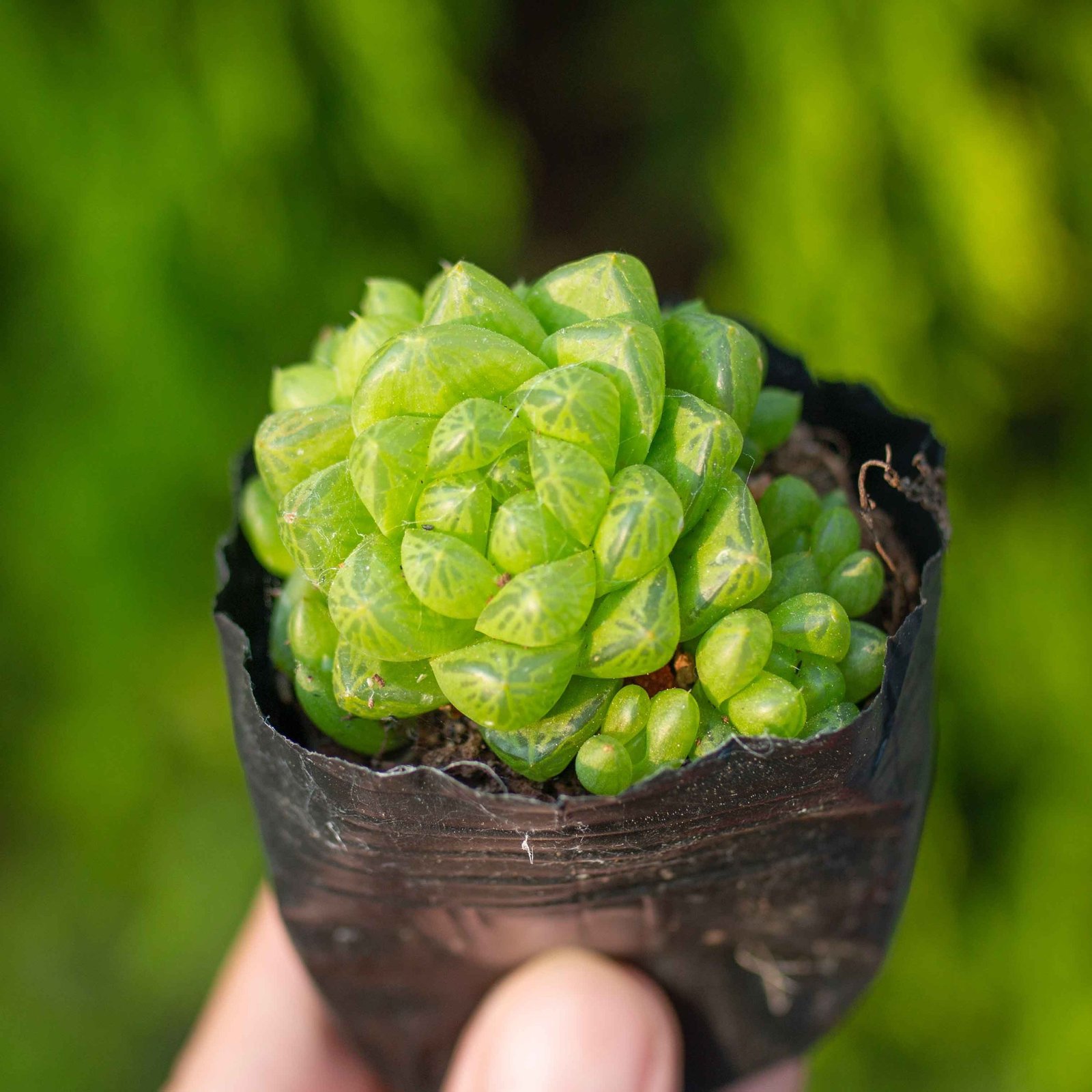 Sen ngọc lá ngắn 5-7cm (bịch nhựa)