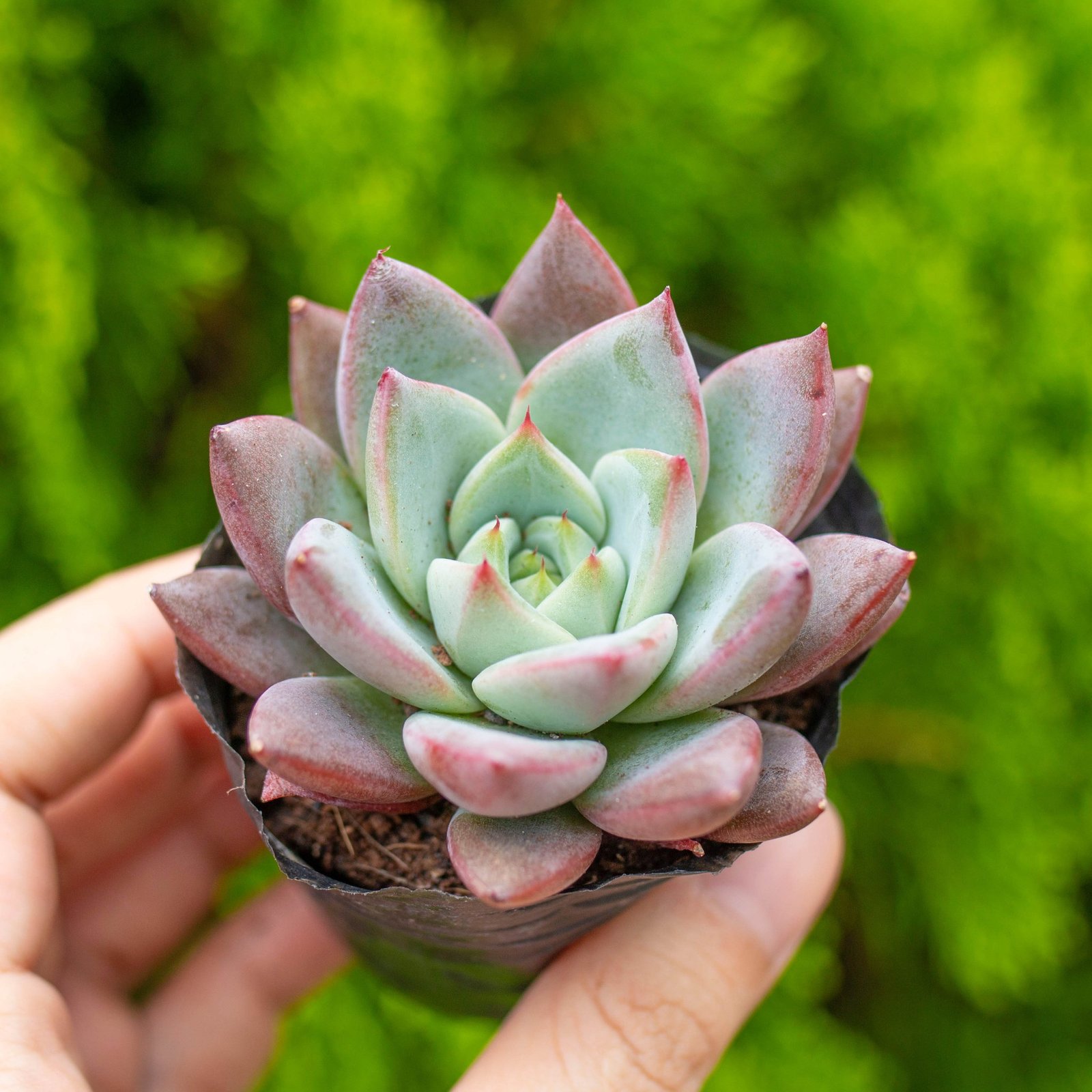 Sen mận đỏ 5-7cm (bịch nhựa) 2