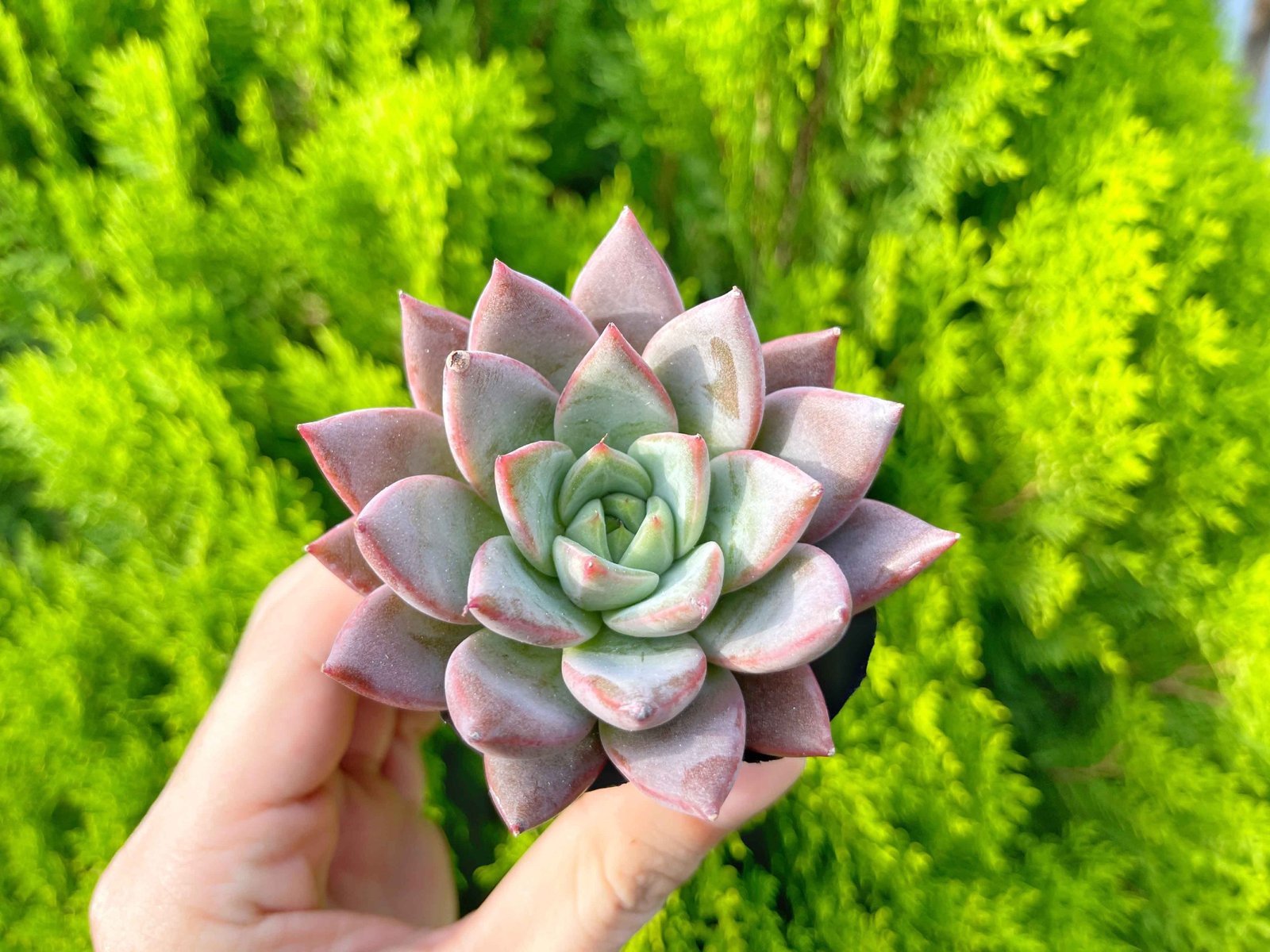 Sen mận đỏ 5-7cm (bịch nhựa) 3