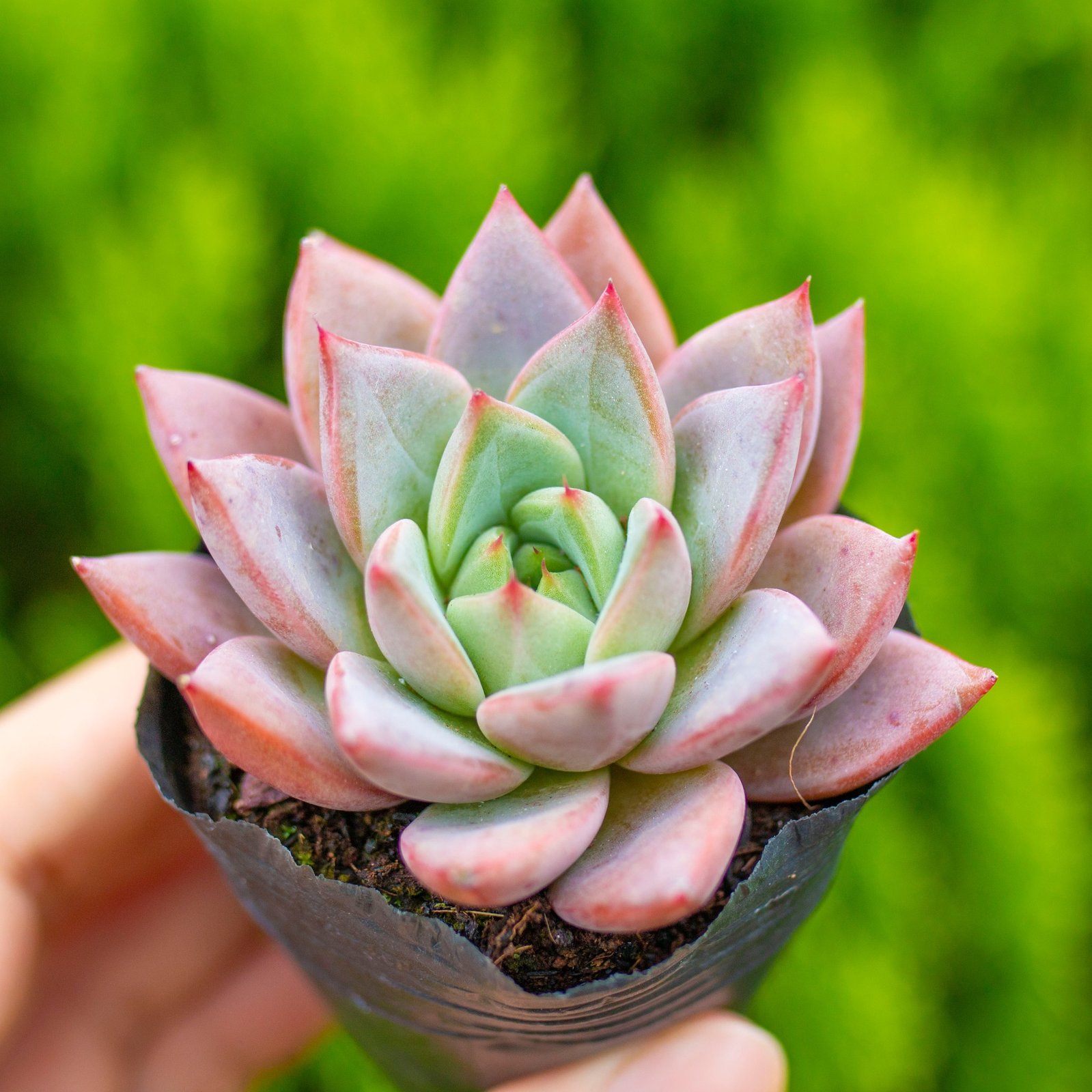 Sen mận đỏ 5-7cm (bịch nhựa)