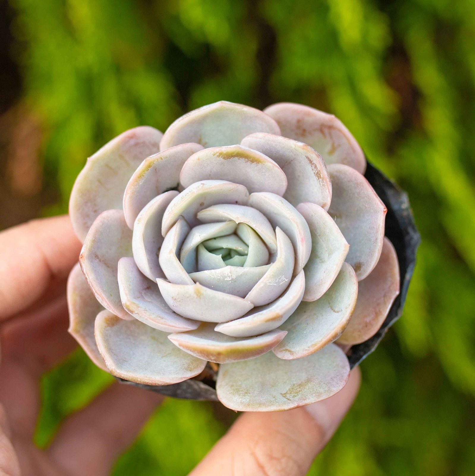 Sen đá bèo tím 5-7cm (bịch nhựa)