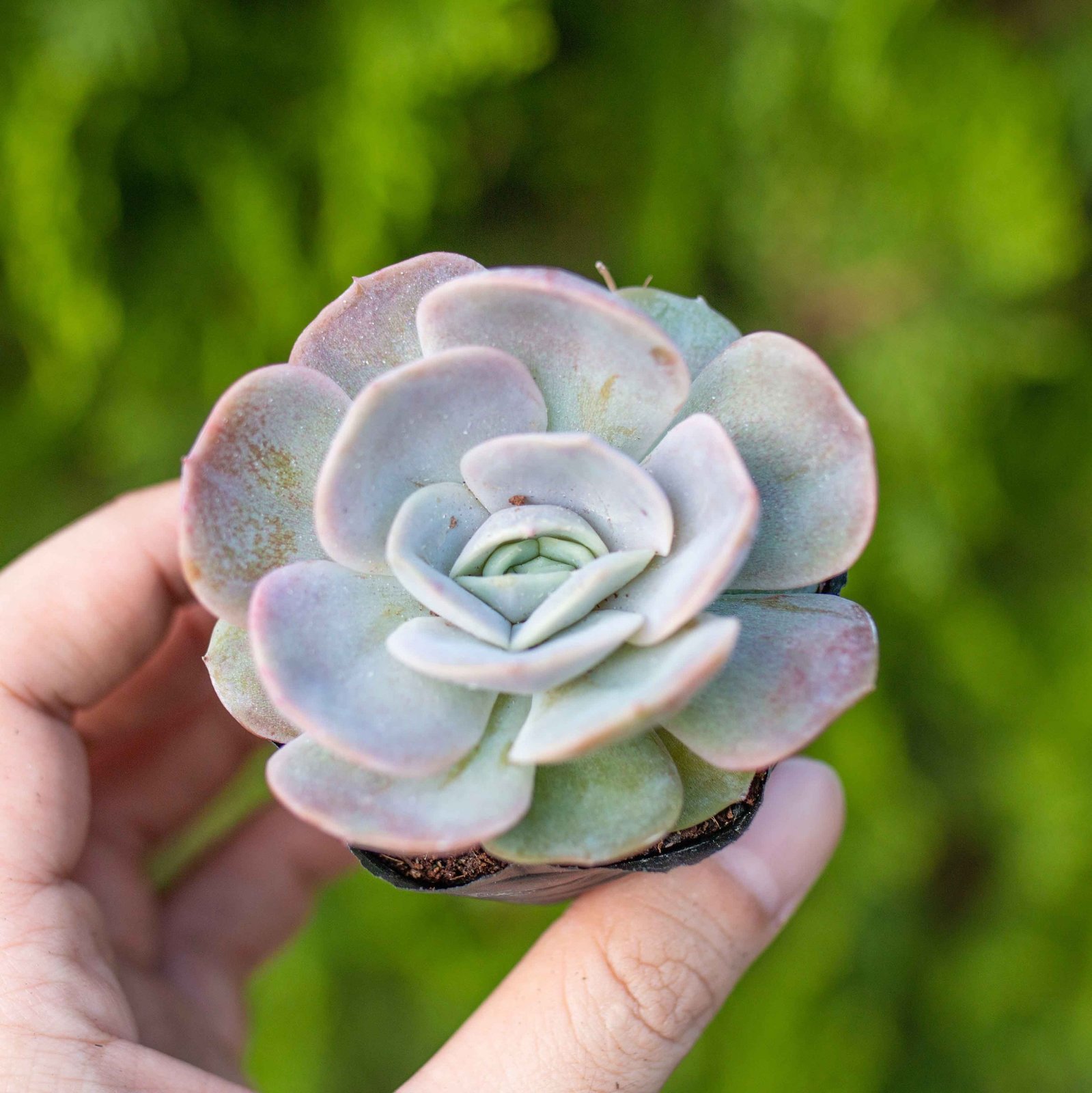 Sen đá bèo tím 5-7cm (bịch nhựa) 3