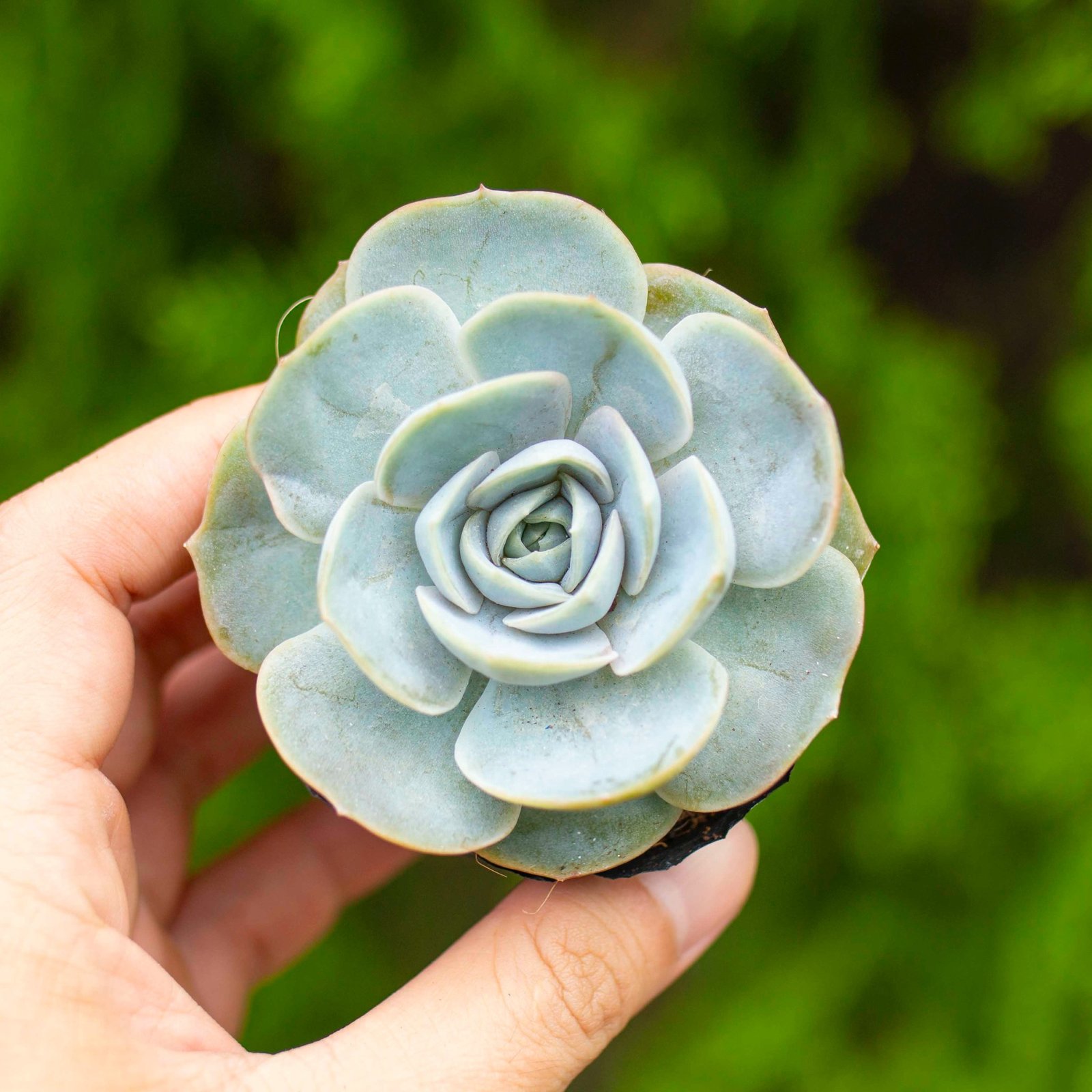 Sen đá bèo tím 5-7cm (bịch nhựa) 2