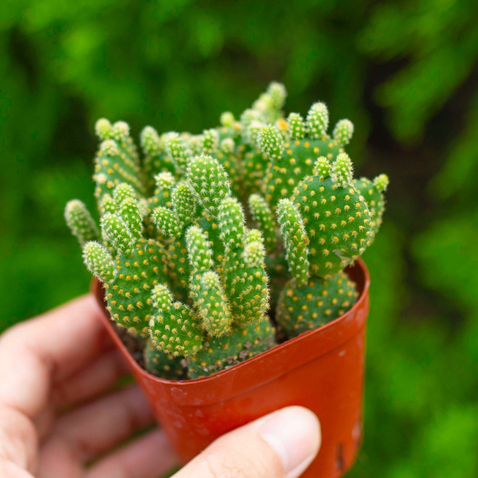 Xương rồng tai thỏ bụi (chậu nhựa)