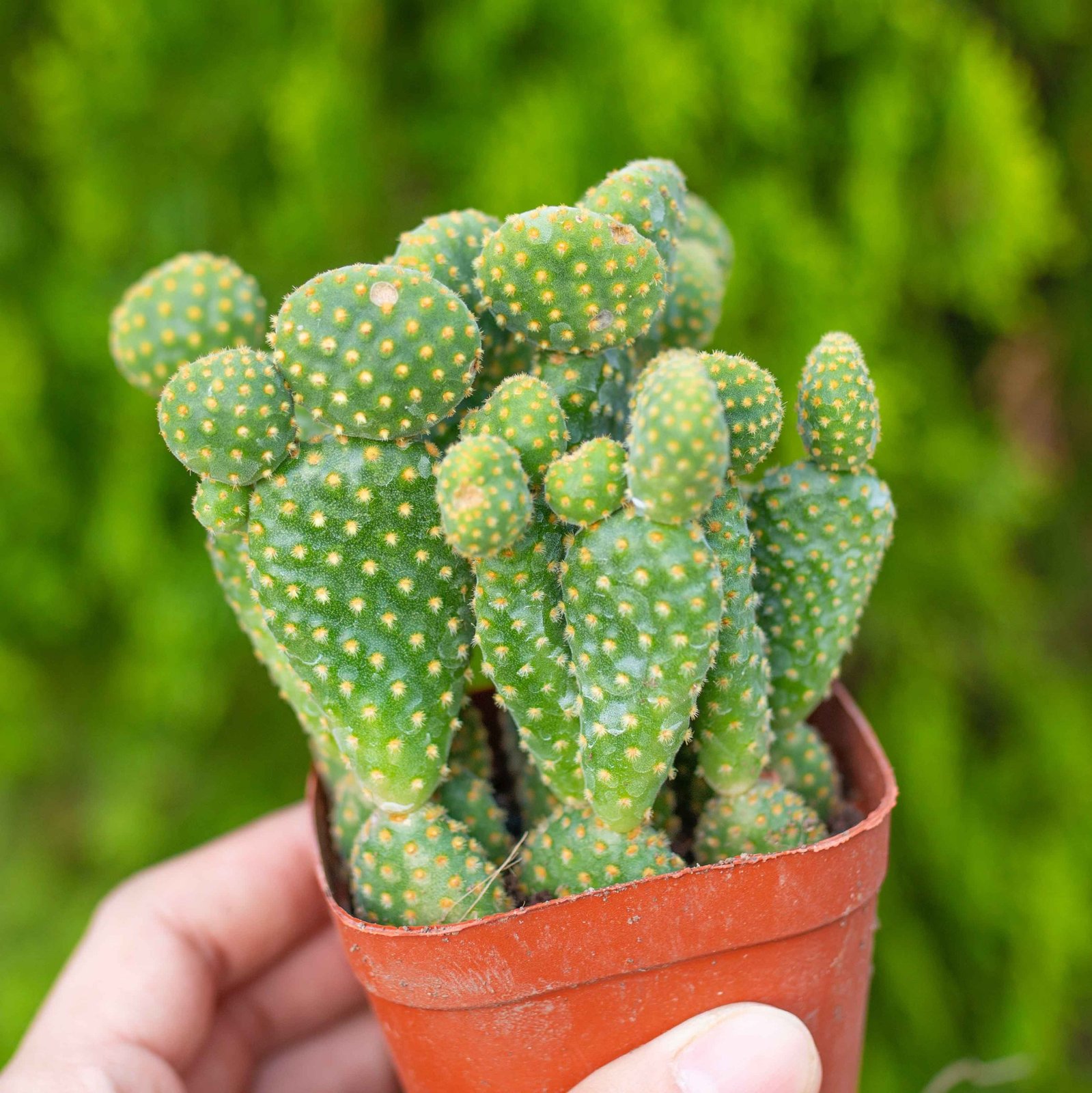 Xương rồng tai thỏ bụi (chậu nhựa) 2