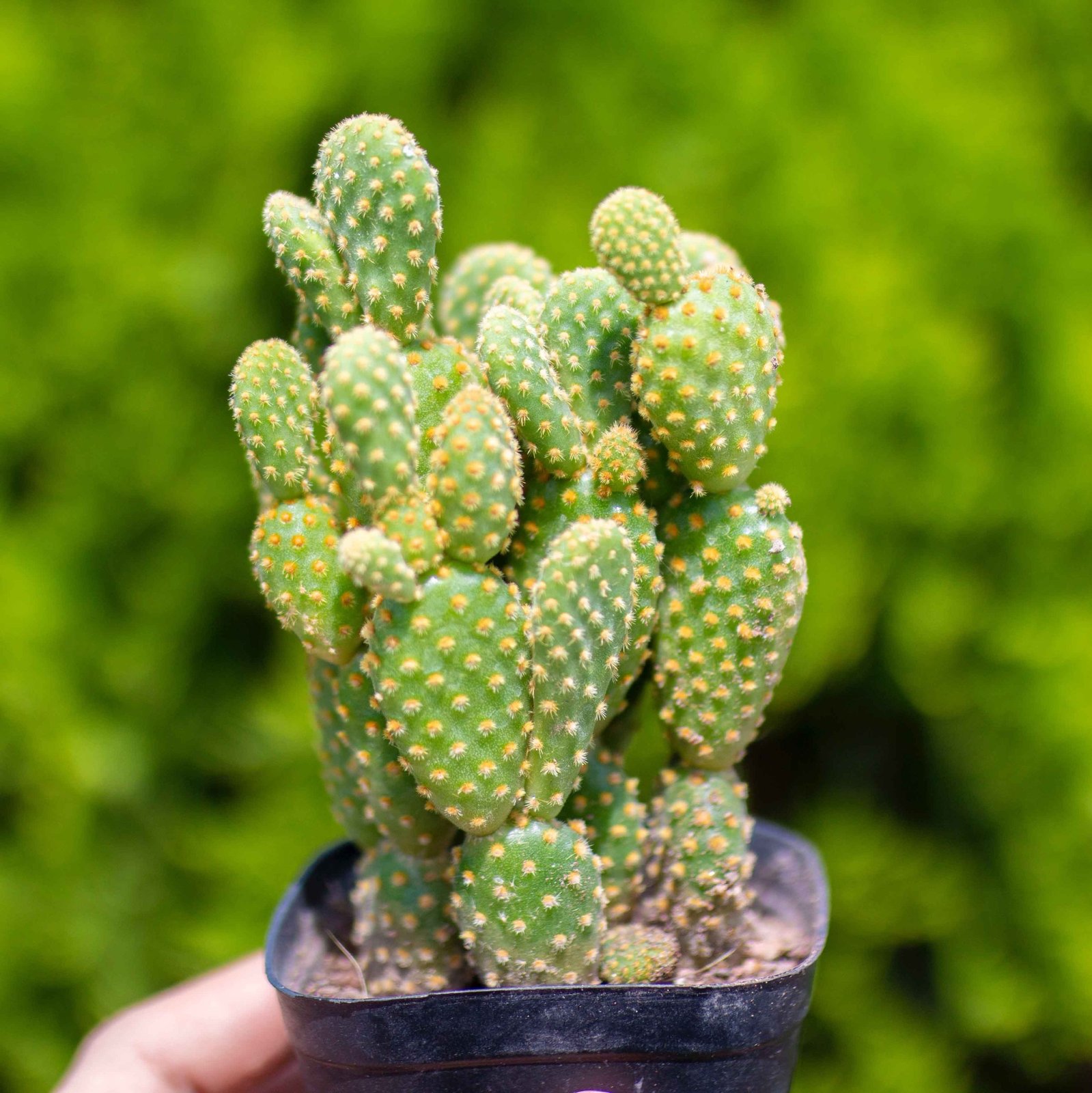 Xương rồng tai thỏ bụi (chậu nhựa) 3