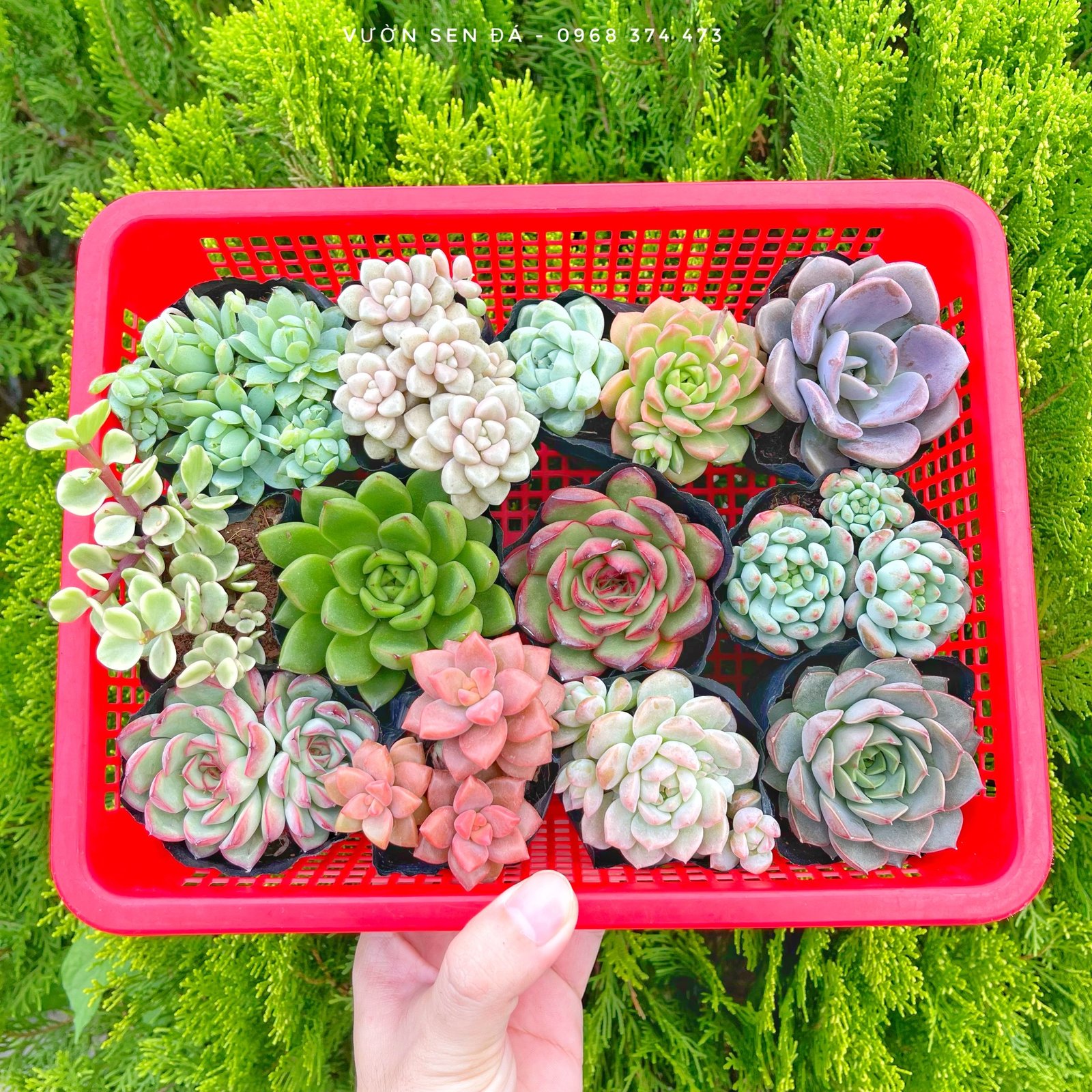 Combo sen đá cỡ nhỏ ngẫu nhiên (bịch nhựa)