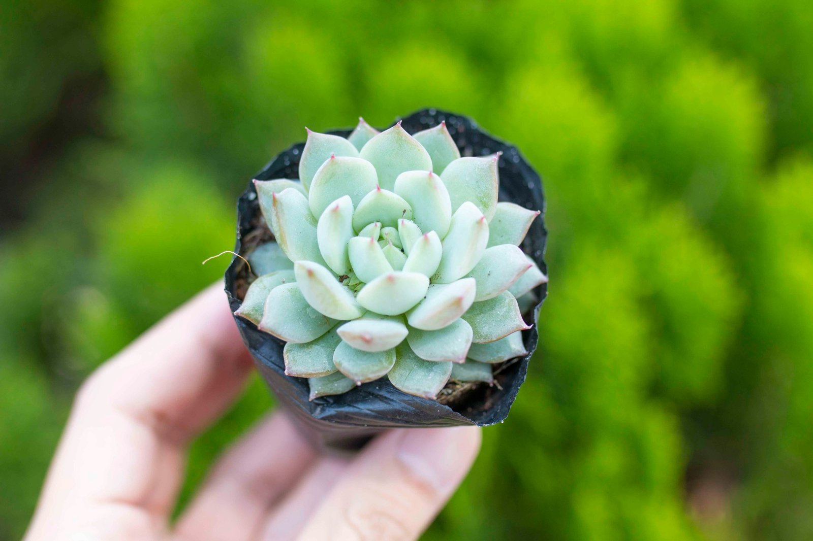 Sen hồng kim 5-7cm (bịch nhựa) 3