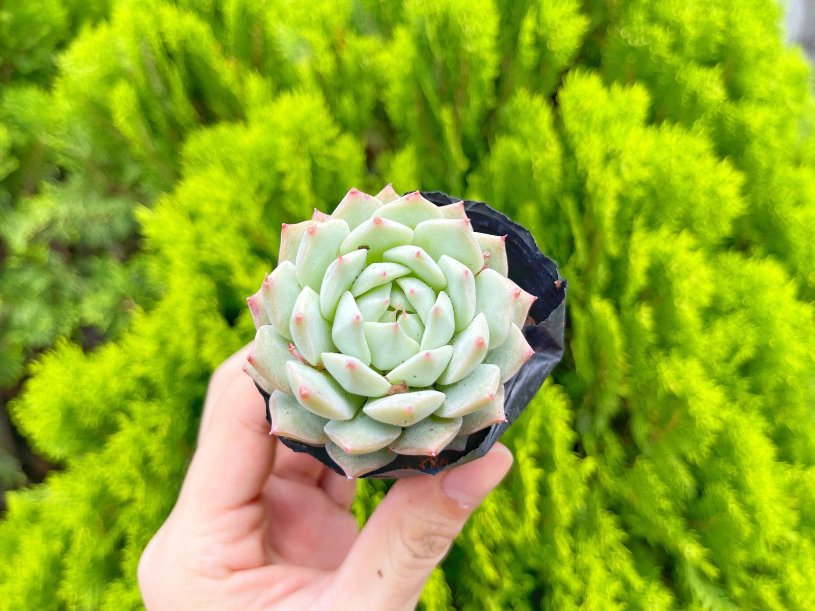 Sen hồng kim 5-7cm (bịch nhựa) 2