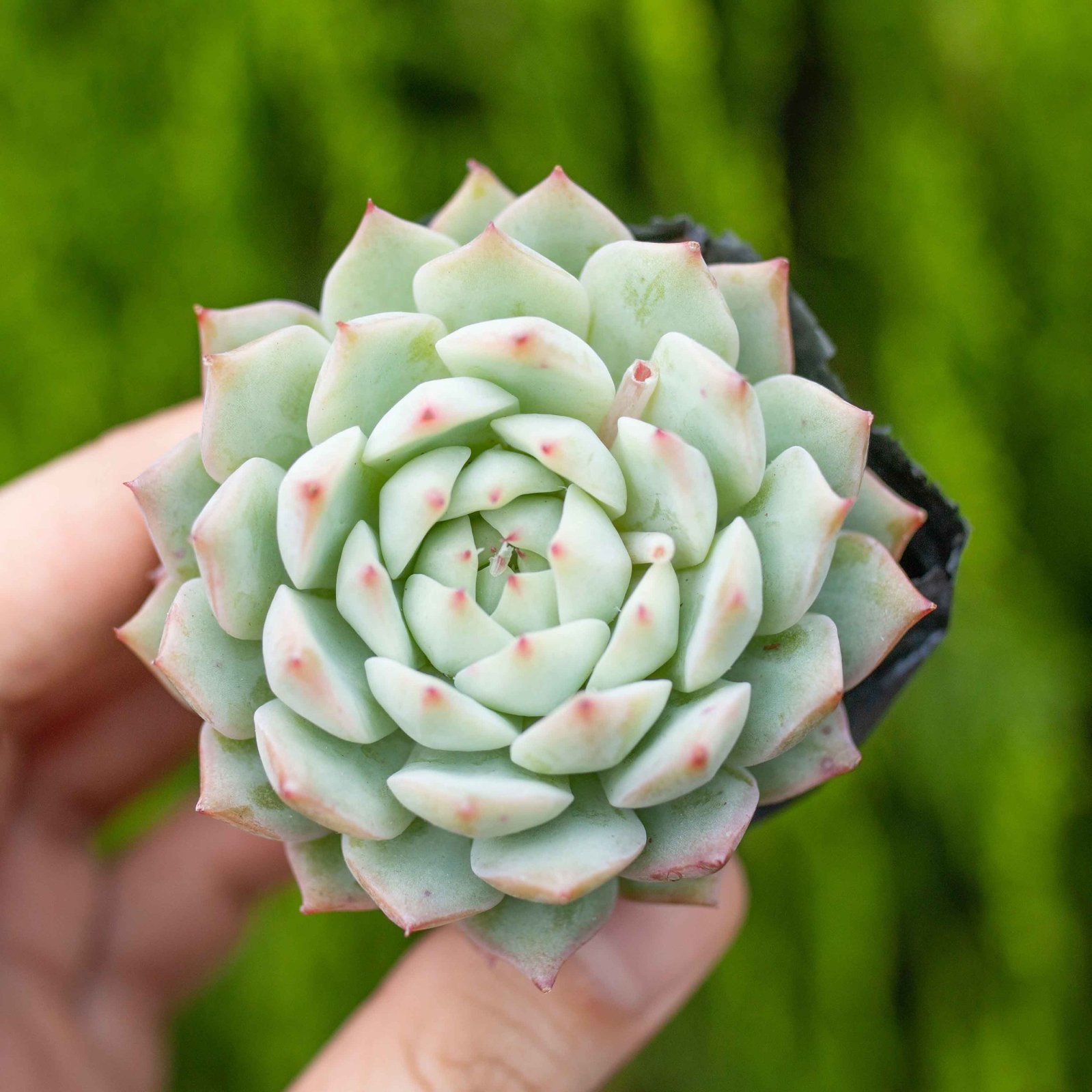 Sen hồng kim 5-7cm (bịch nhựa)