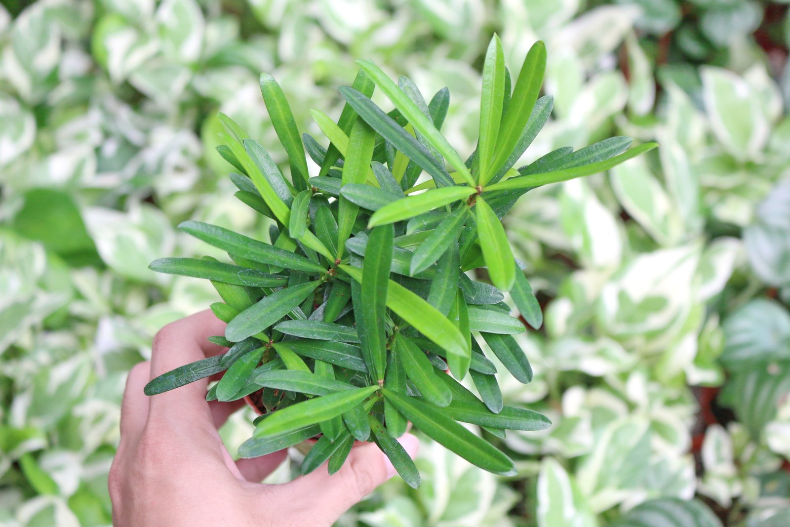 Vạn niên tùng 3