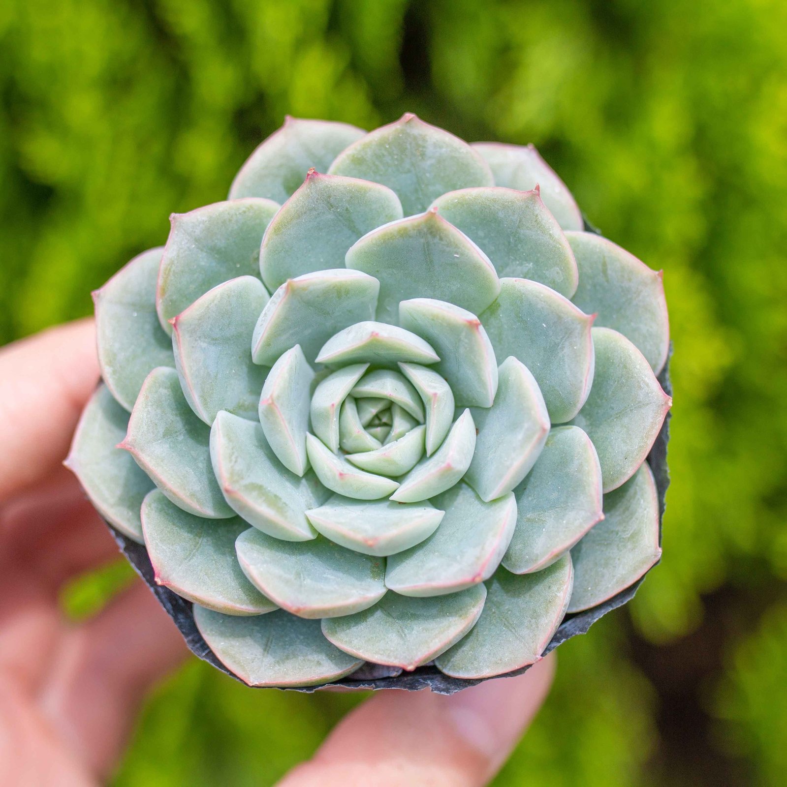 Sen đá liên đài trắng 5-7cm (bịch nhựa)