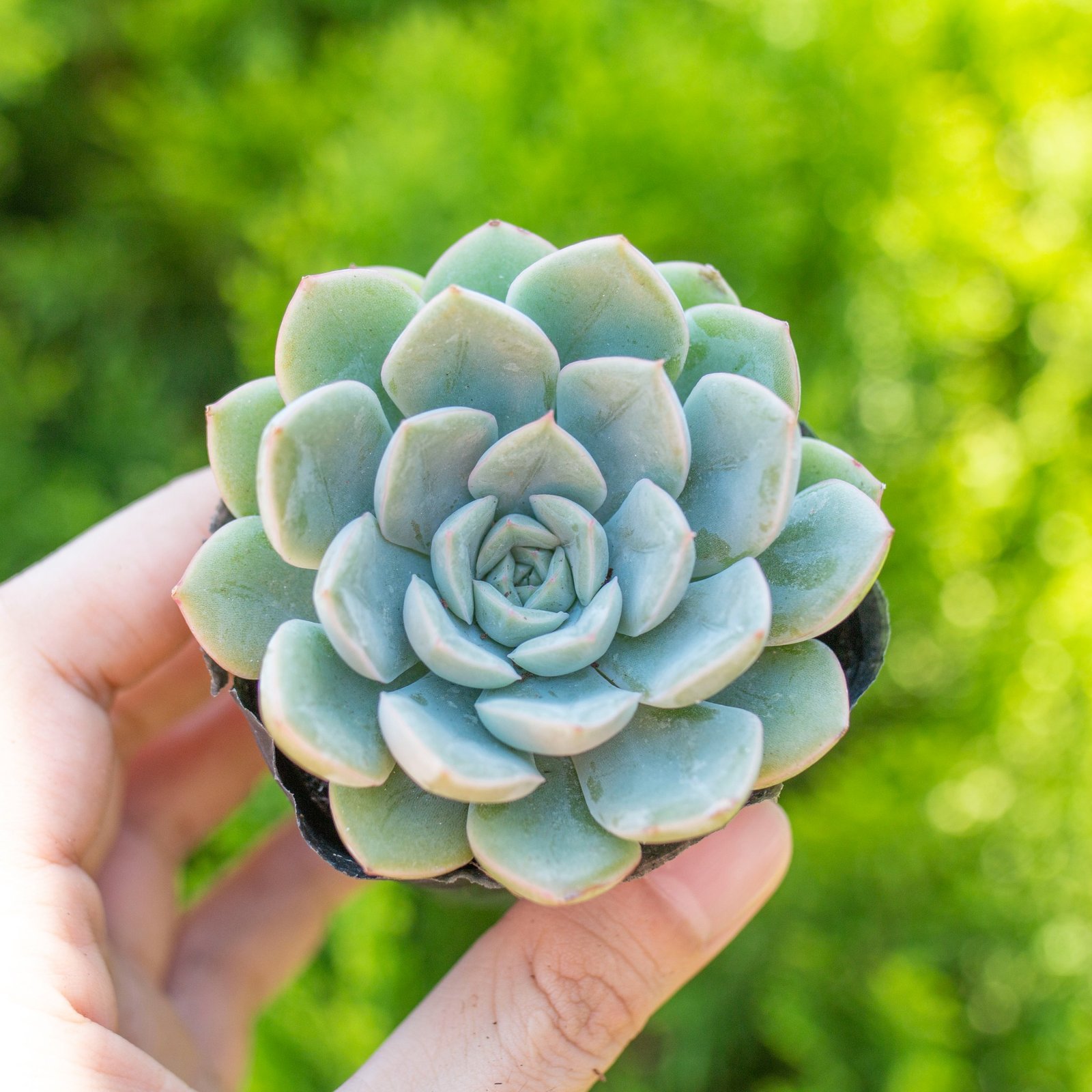 Sen đá liên đài trắng 5-7cm (bịch nhựa) 2