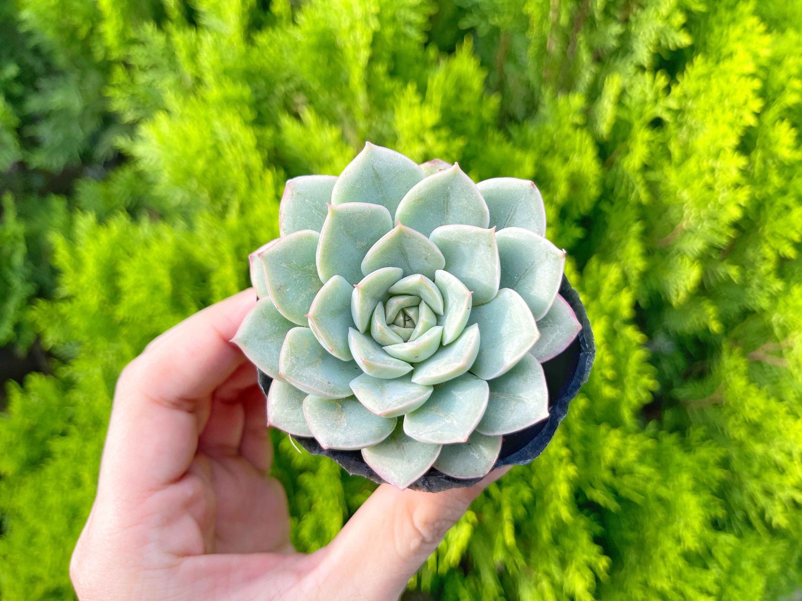 Sen đá liên đài trắng 5-7cm (bịch nhựa) 3