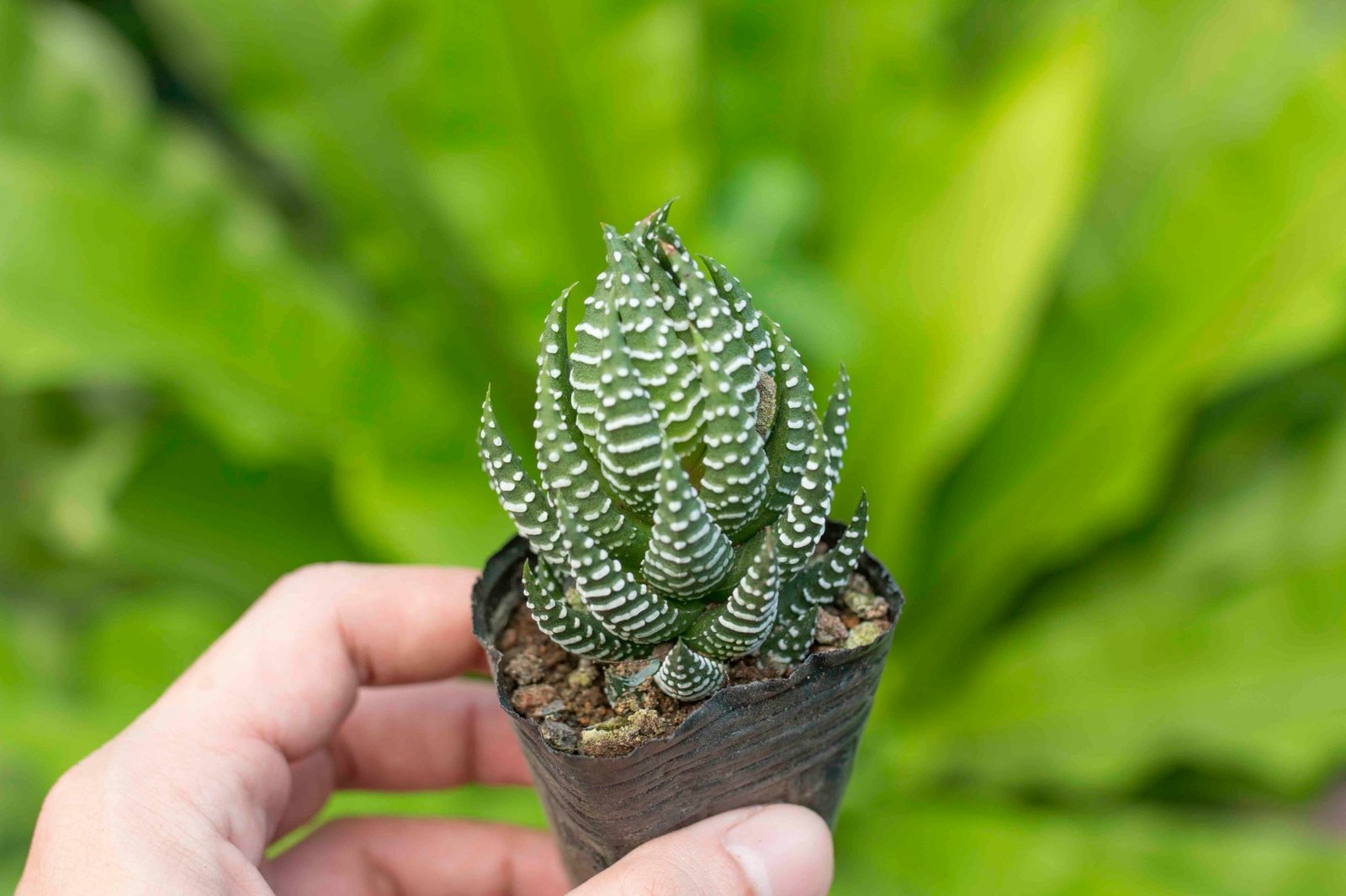 Móng rồng cụp 4-5cm (chậu nhựa/bịch nhựa) 3