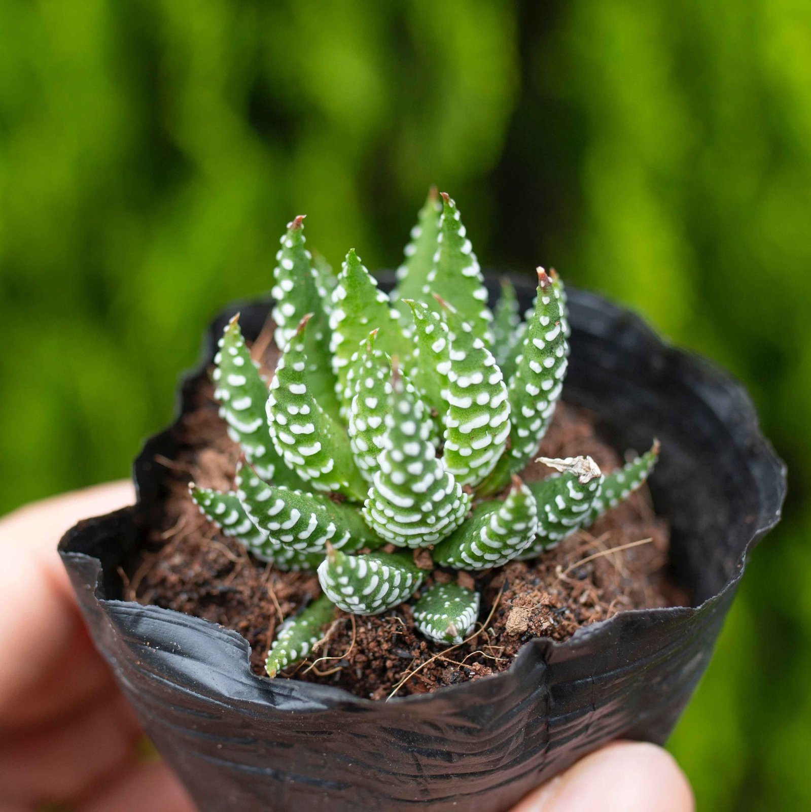 Móng rồng cụp 4-5cm (chậu nhựa/bịch nhựa)