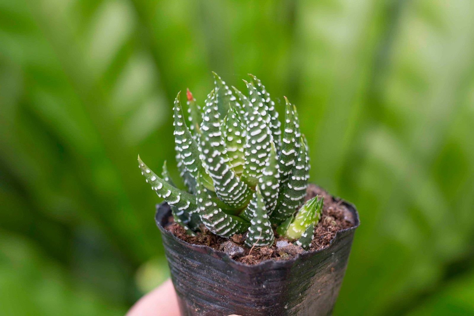 Móng rồng cụp 4-5cm (chậu nhựa/bịch nhựa) 2