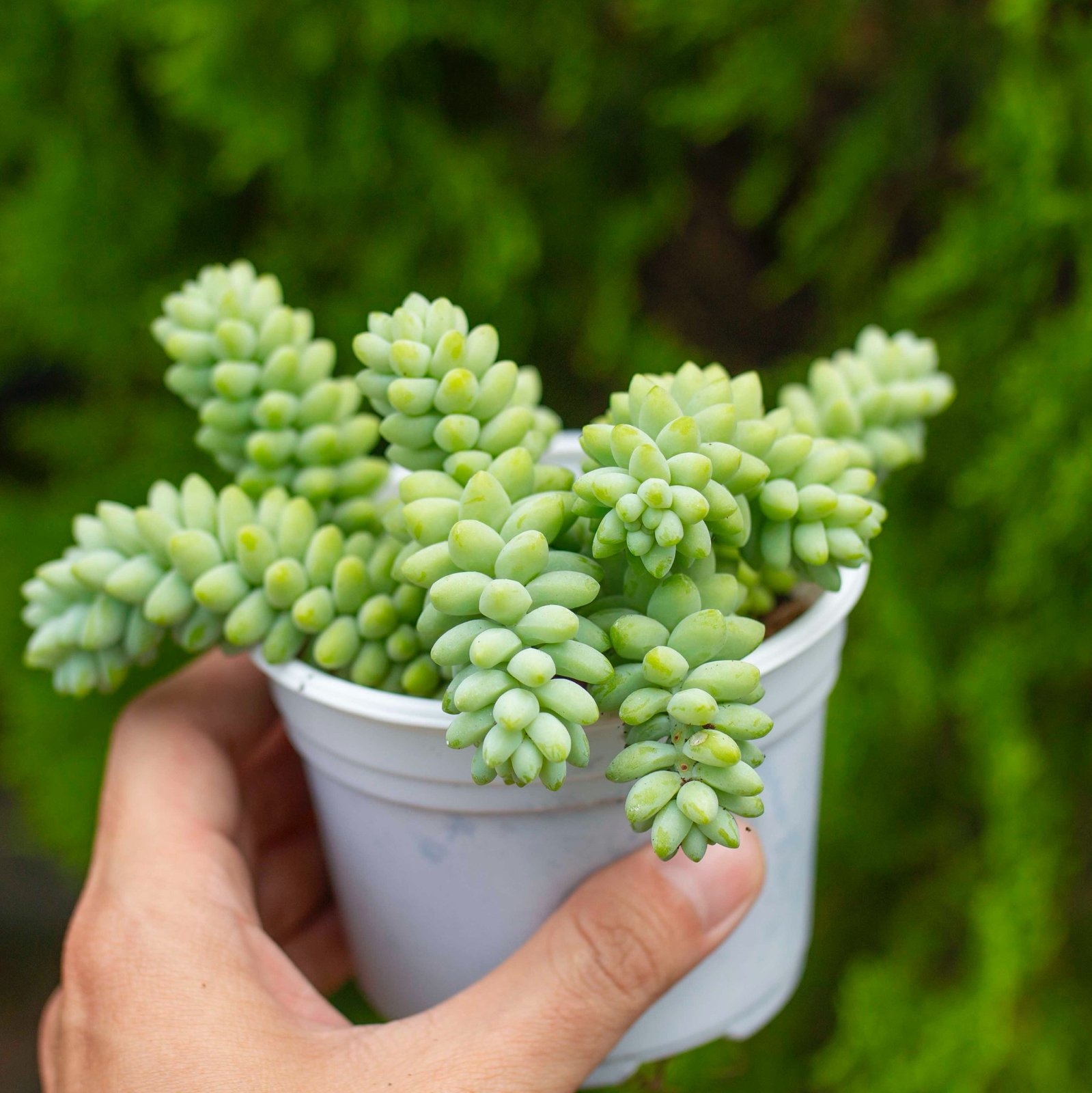Chuỗi ngọc bi cỡ vừa 9-11cm 2