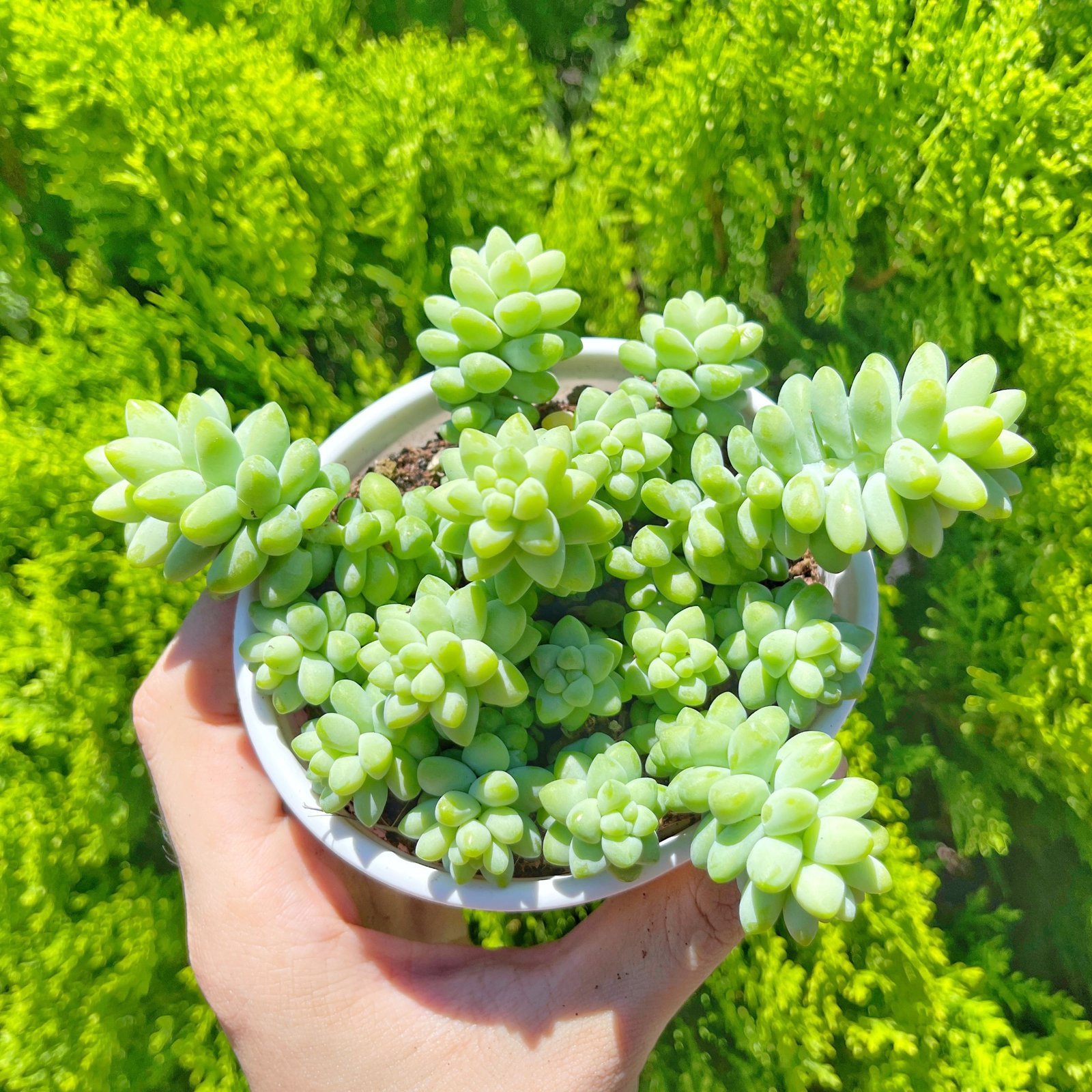 Chuỗi ngọc bi cỡ vừa 9-11cm 3