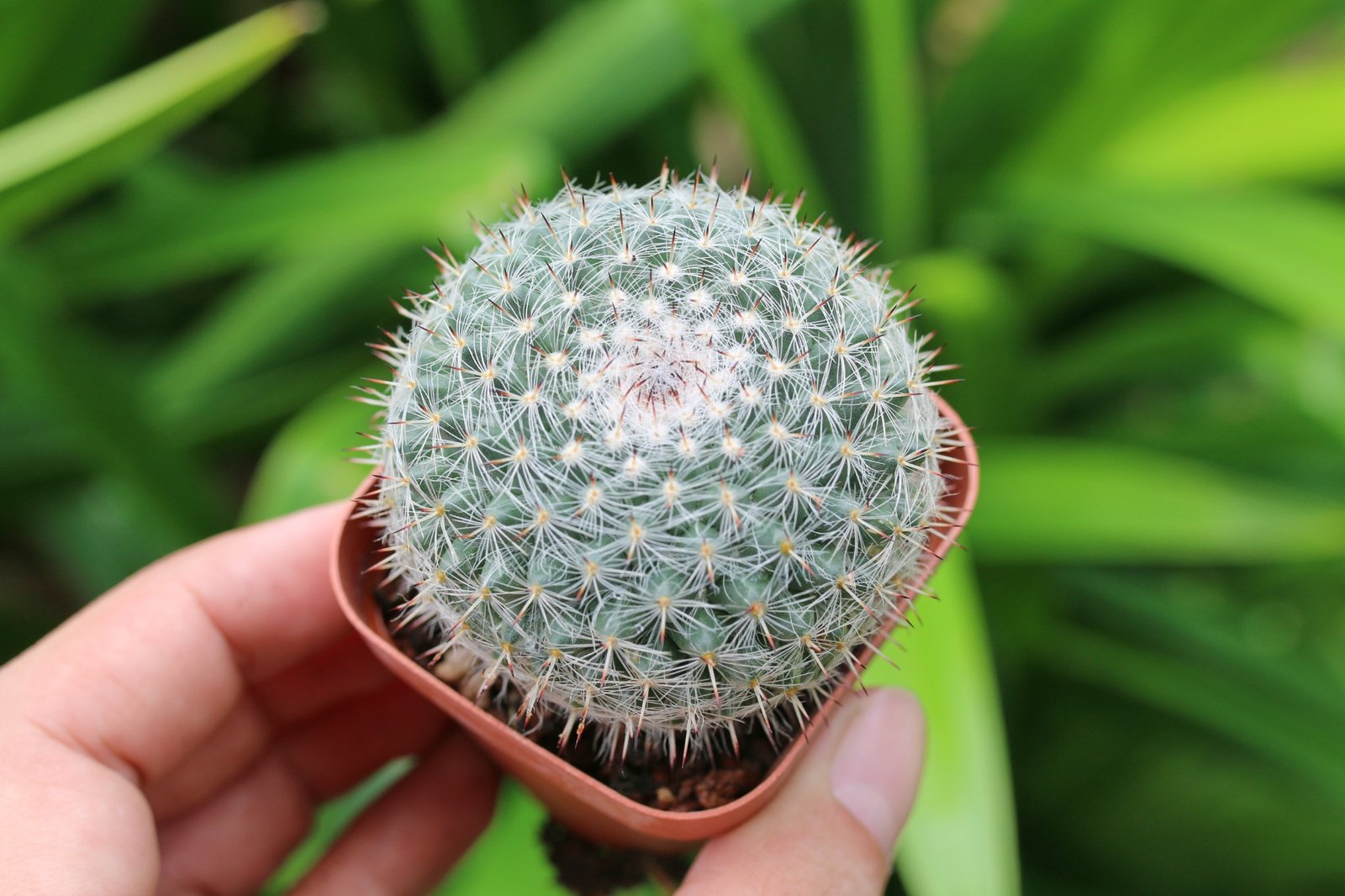Xương rồng bánh sinh nhật 4-5cm (chậu nhựa) 2