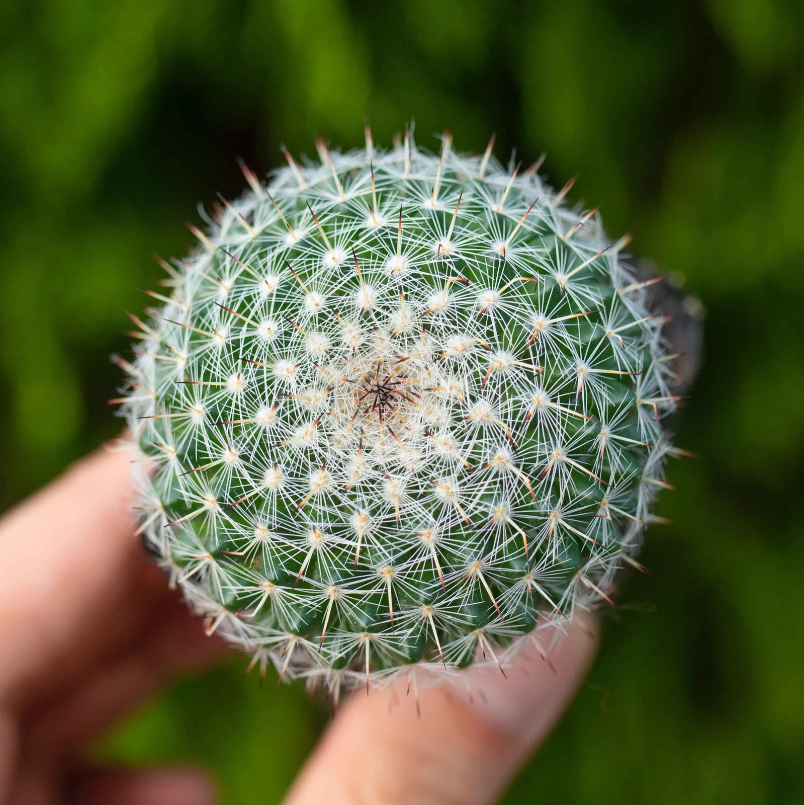 Xương rồng bánh sinh nhật 4-5cm (chậu nhựa)