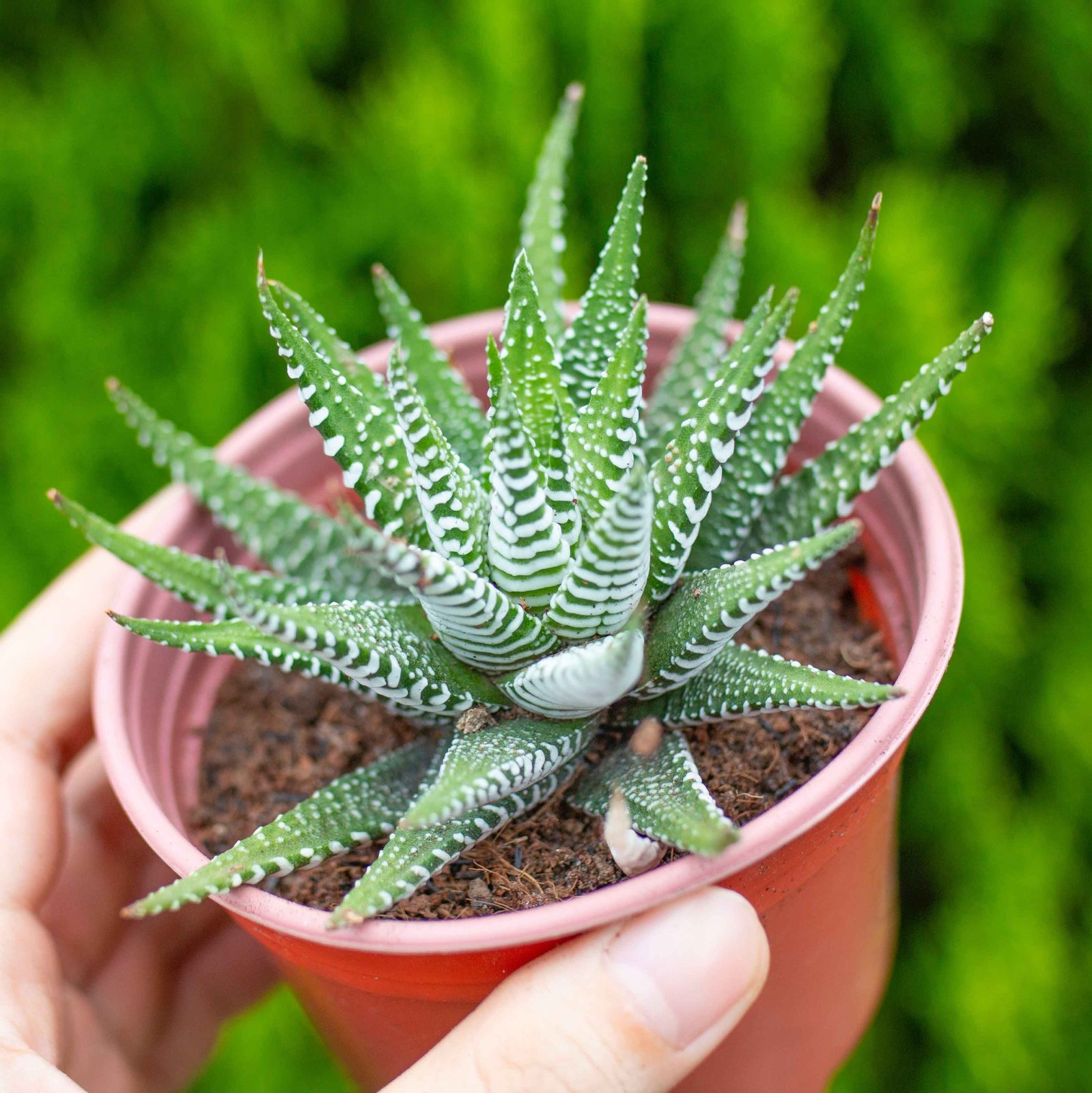 Sen đá móng rồng cỡ vừa 7-9cm (chậu nhựa) 2